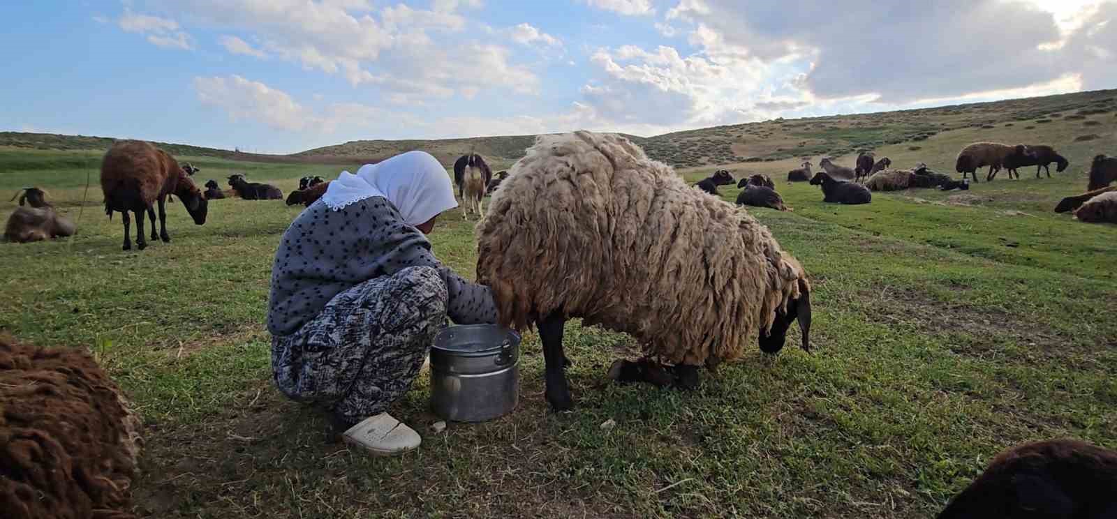 Muş’ta yayla mesaisi başladı: Lezzetli sütün sırrı dağlarda saklı
