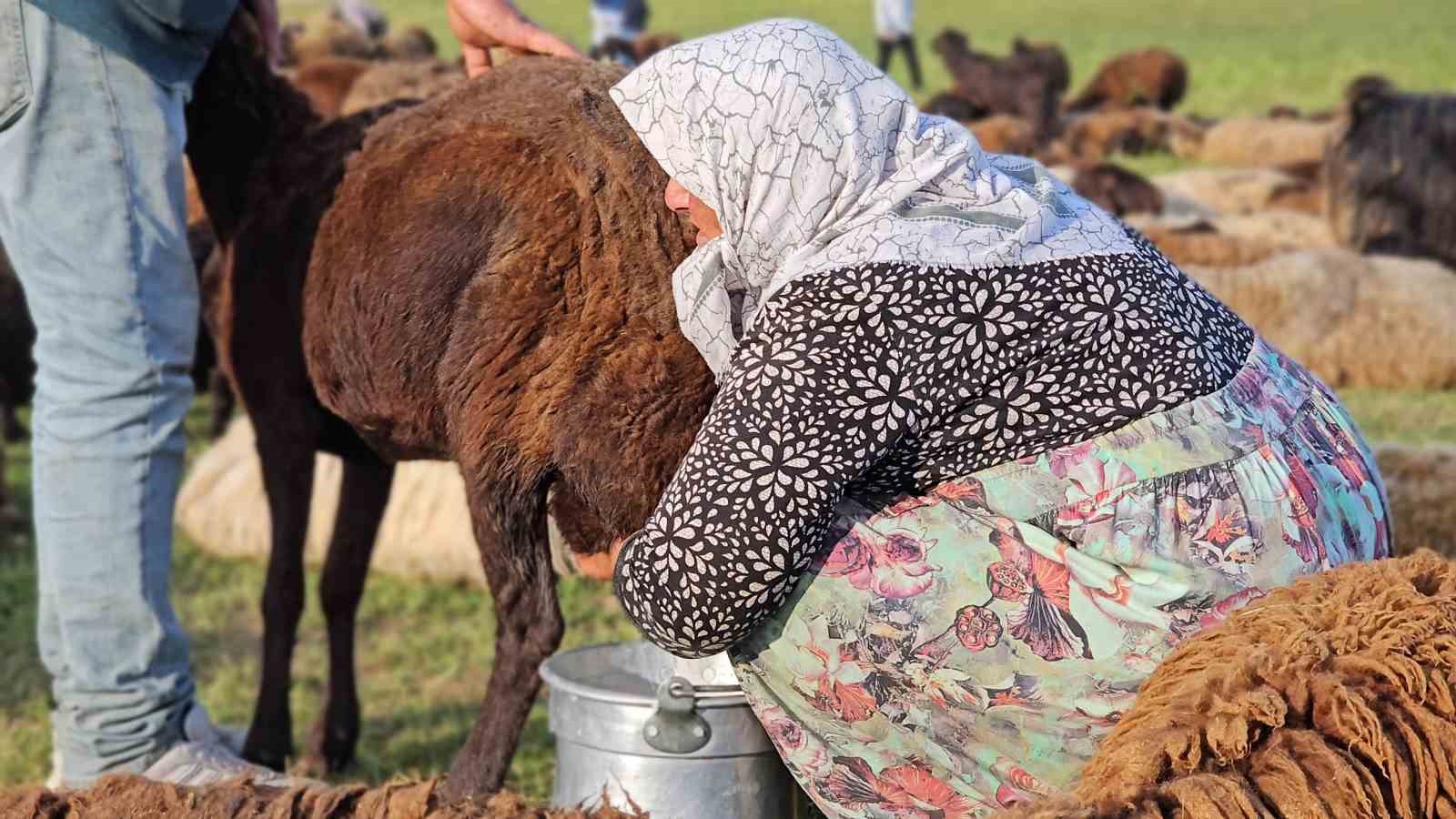 Muş’ta yayla mesaisi başladı: Lezzetli sütün sırrı dağlarda saklı