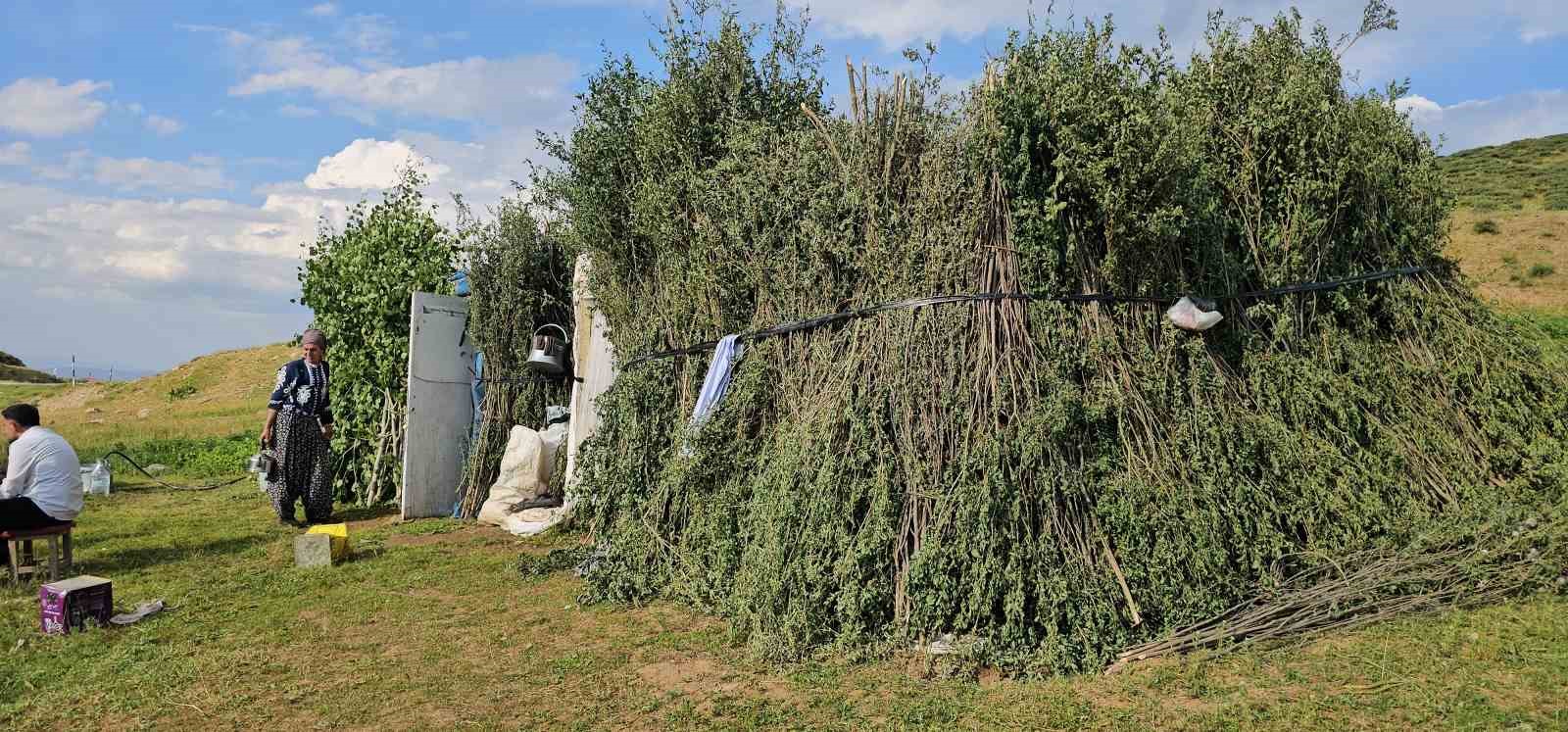 Muş’ta yayla mesaisi başladı: Lezzetli sütün sırrı dağlarda saklı