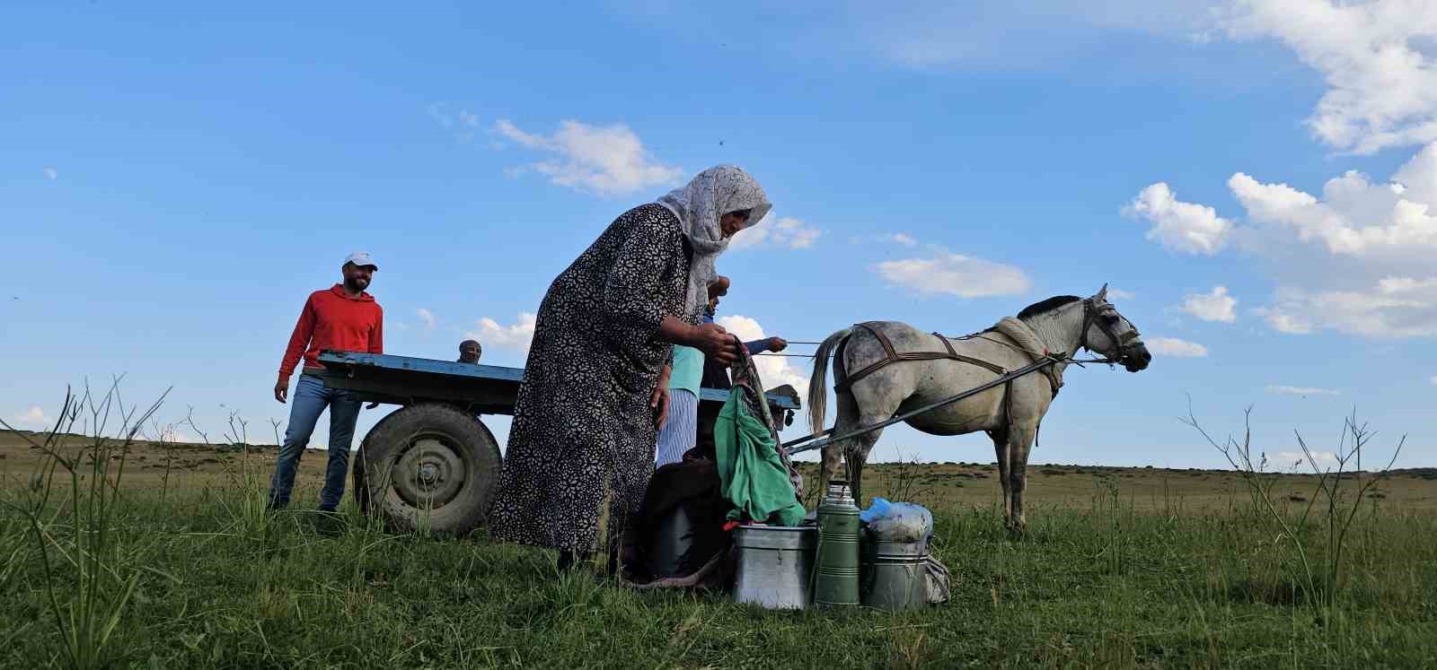 Muş’ta yayla mesaisi başladı: Lezzetli sütün sırrı dağlarda saklı