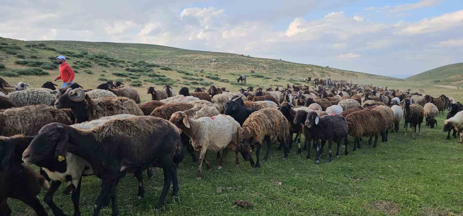 Muş’ta yayla mesaisi başladı: Lezzetli sütün sırrı dağlarda saklı