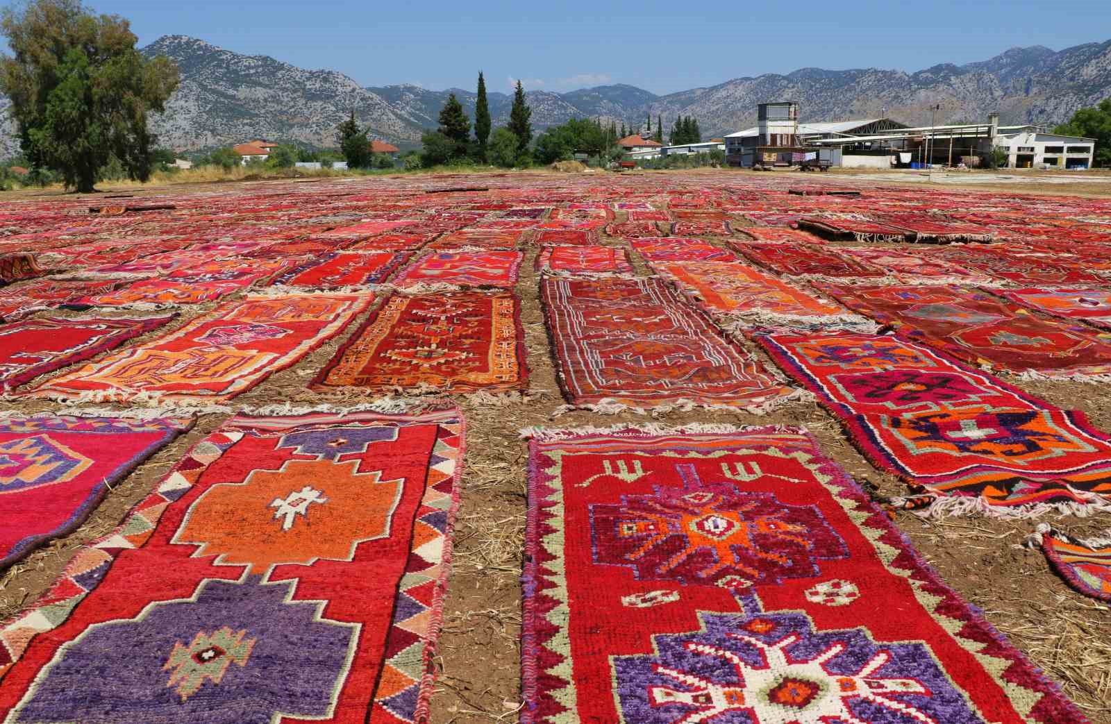 Yüzlerce yıllık halılar buğday tarlalarını renk cümbüşüne çevirdi