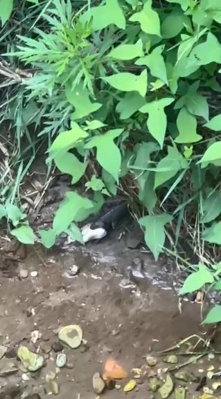 Artvin’de yılanın balık avı kamerada