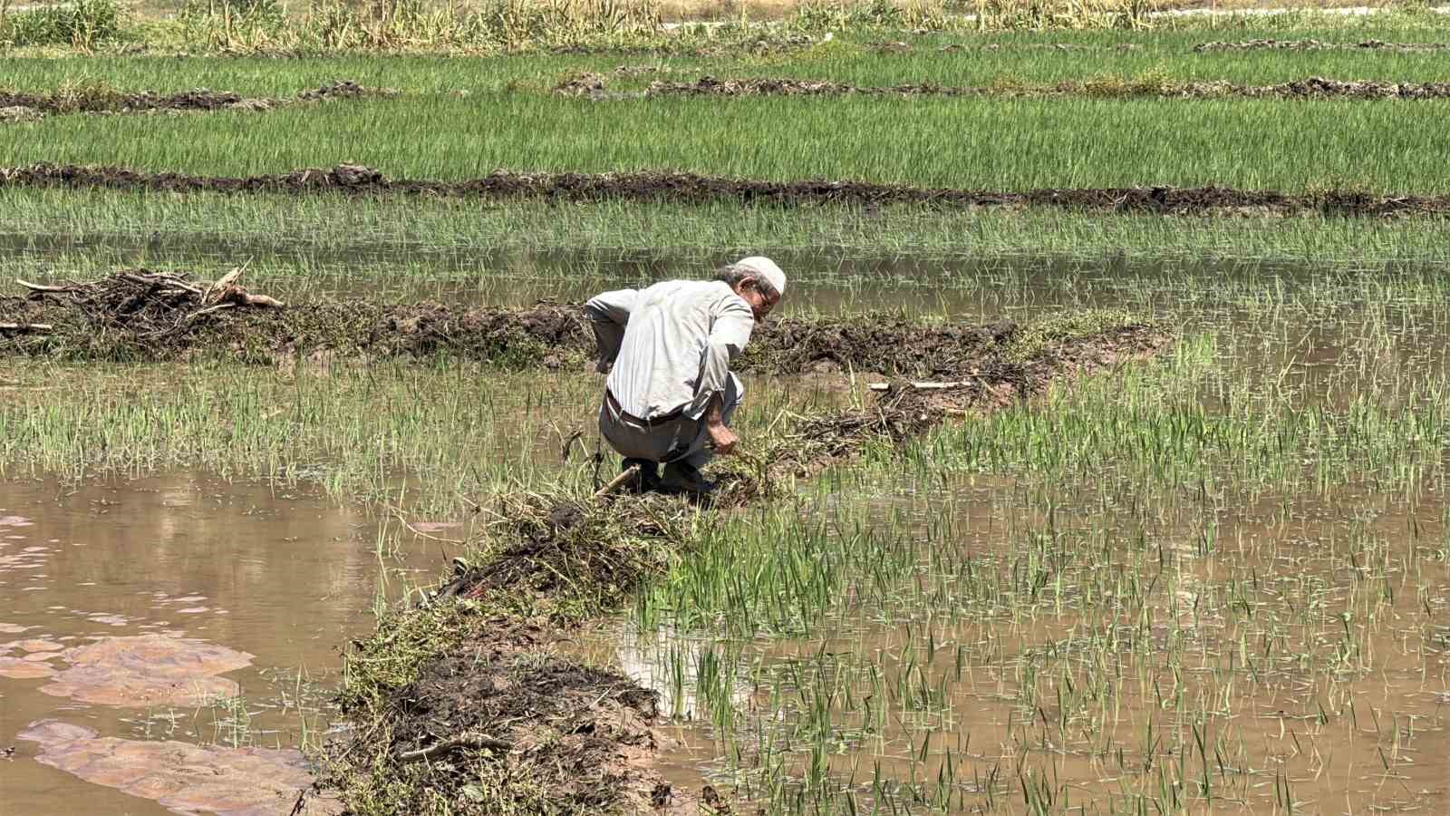 Karabük’te yaka seli çeltik tarlalarını vurdu