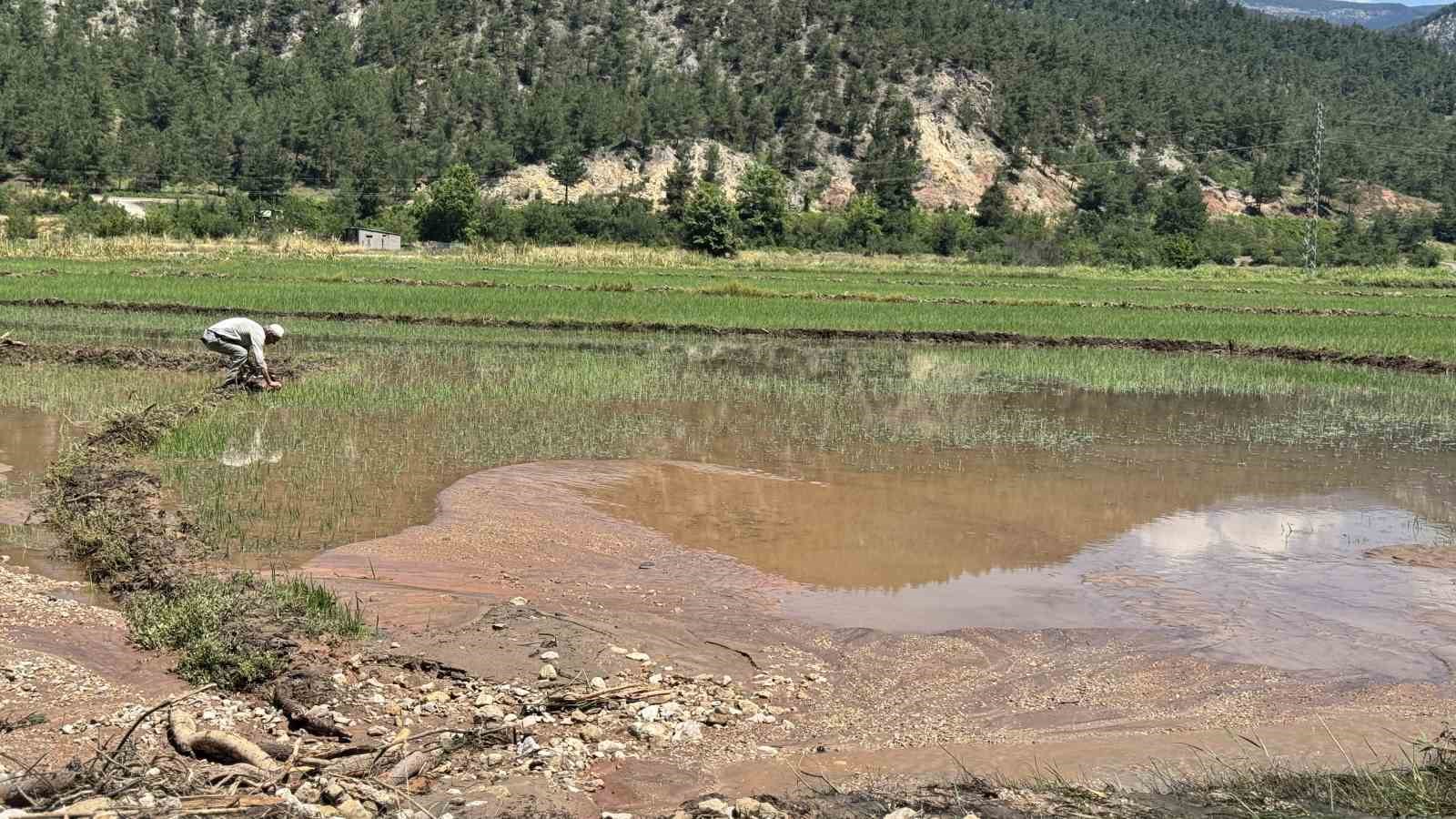 Karabük’te yaka seli çeltik tarlalarını vurdu