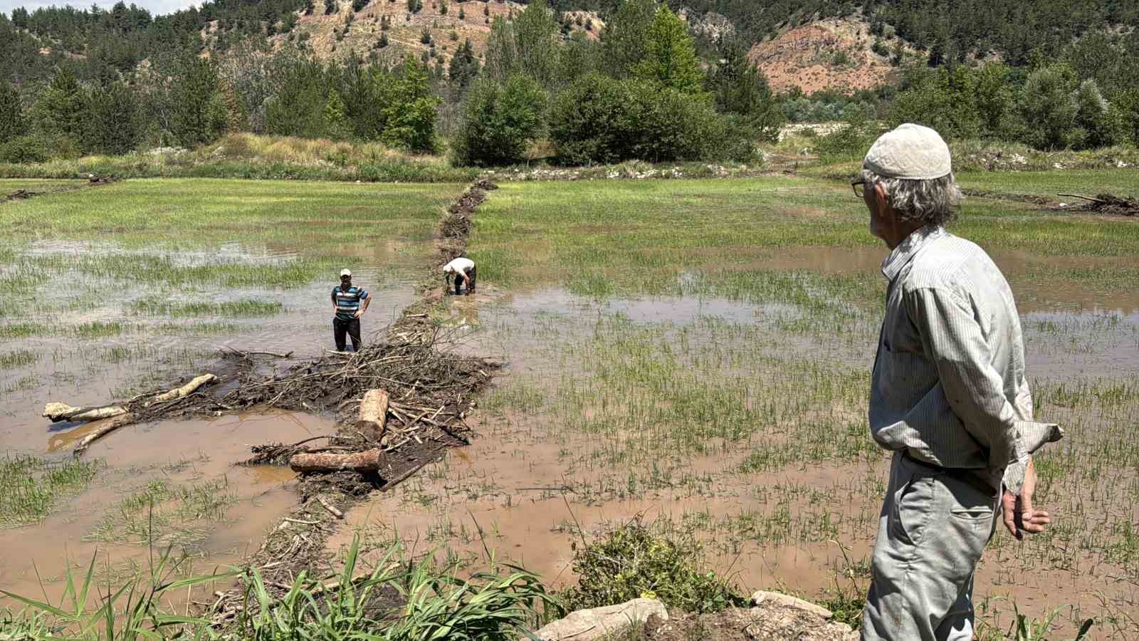 Karabük’te yaka seli çeltik tarlalarını vurdu