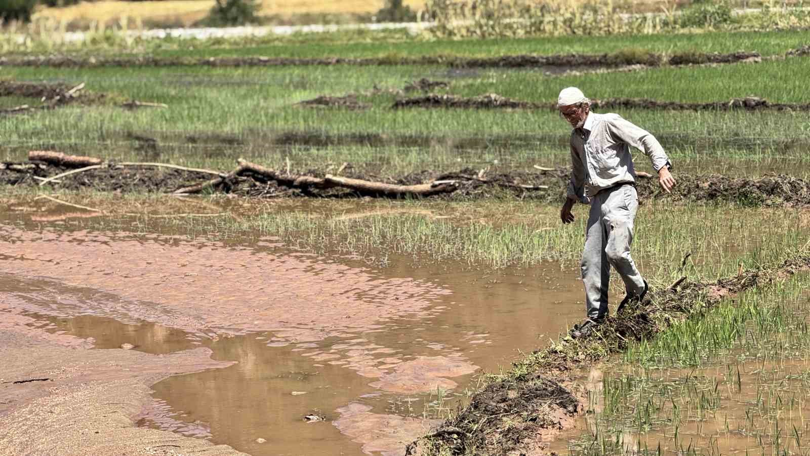 Karabük’te yaka seli çeltik tarlalarını vurdu