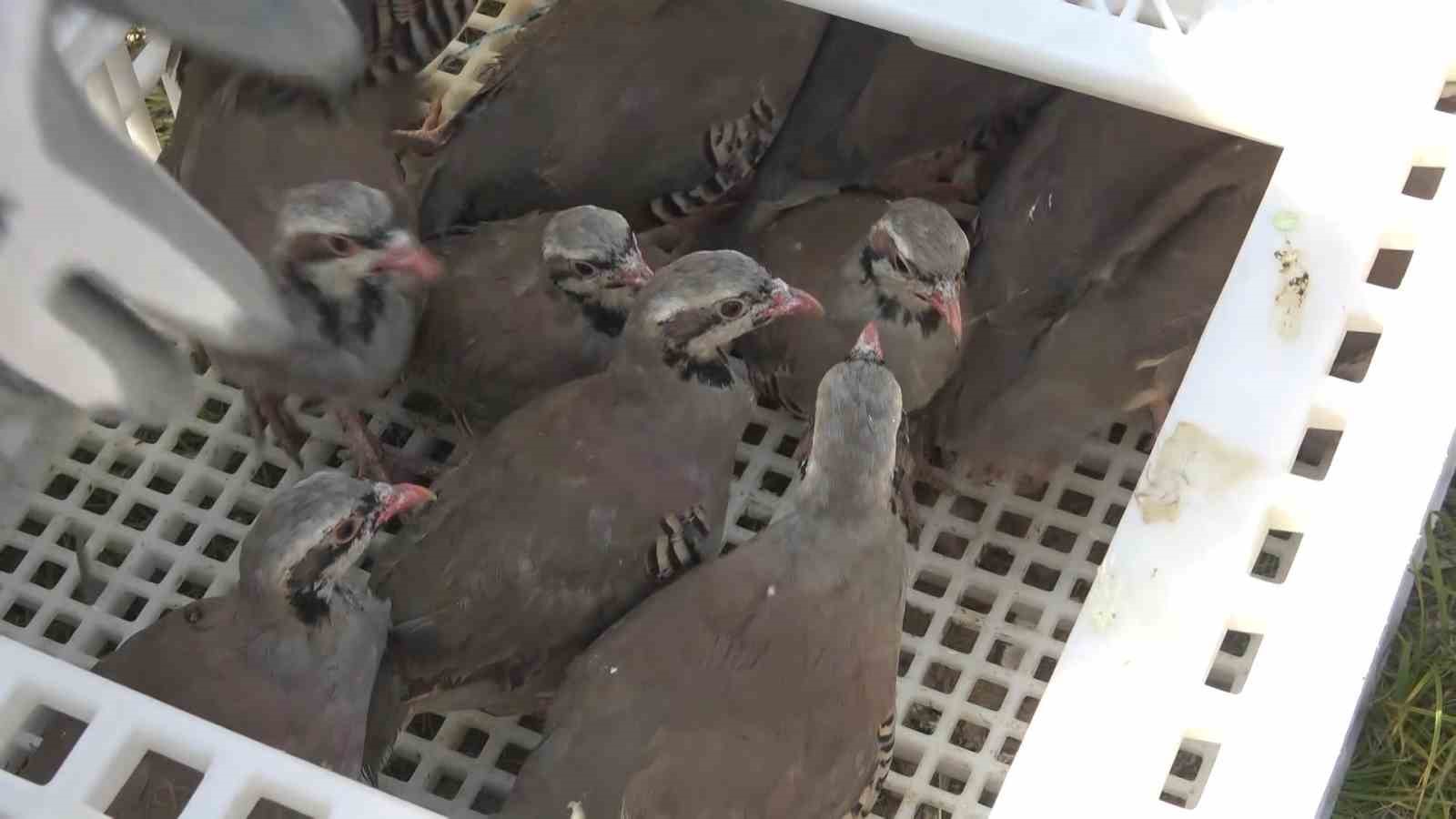 Ölümcül kenelere karşı binlerce kınalı keklik