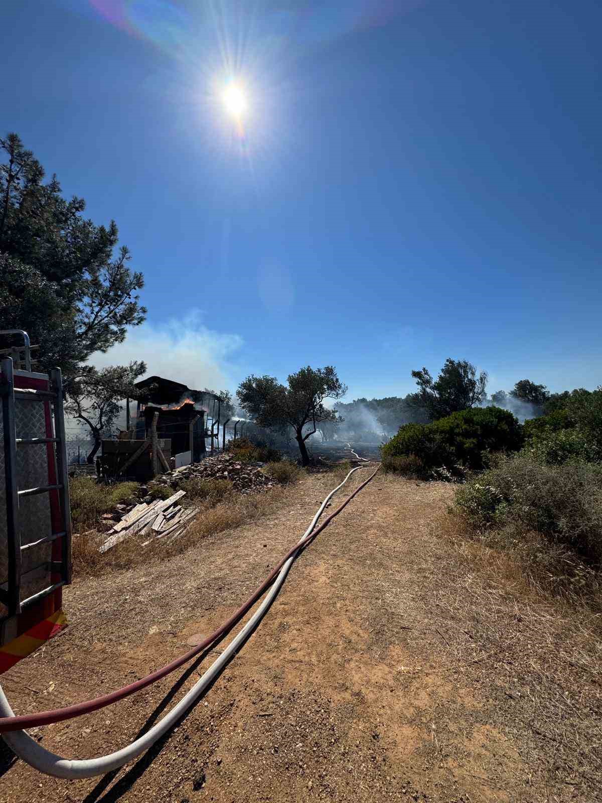 Ayvalık’ta çiftlik yangını ormana sıçradı