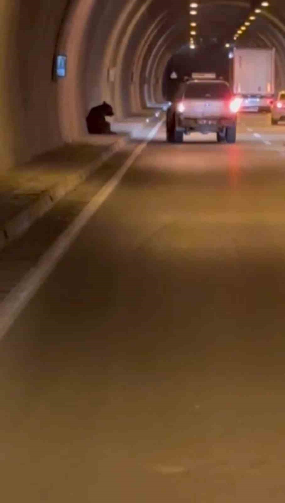 Otomobilin çarptığı ayı yaralandı