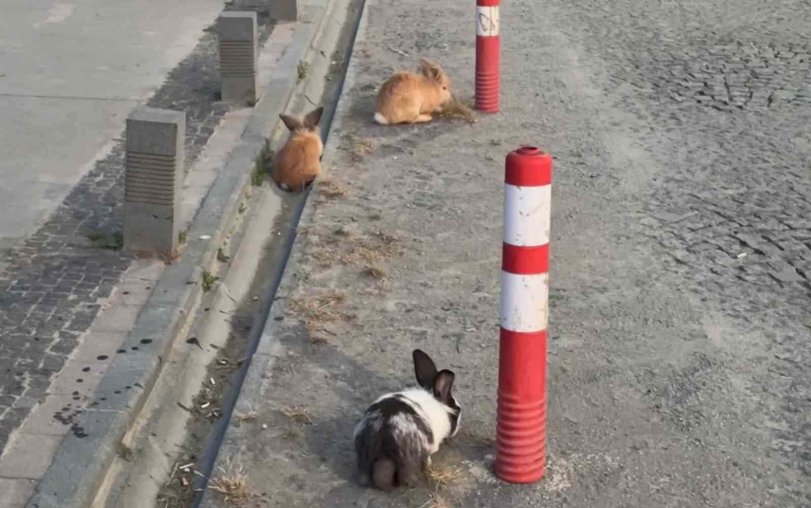 Atakum sahilinde tavşanlar dikkat çekti