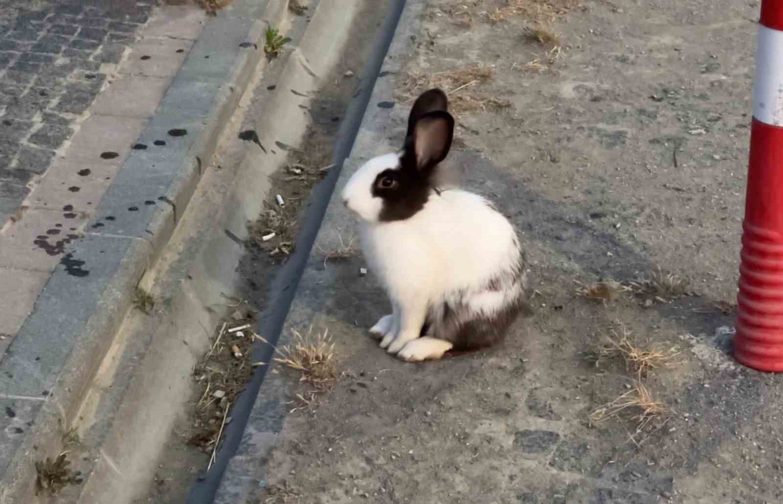Atakum sahilinde tavşanlar dikkat çekti