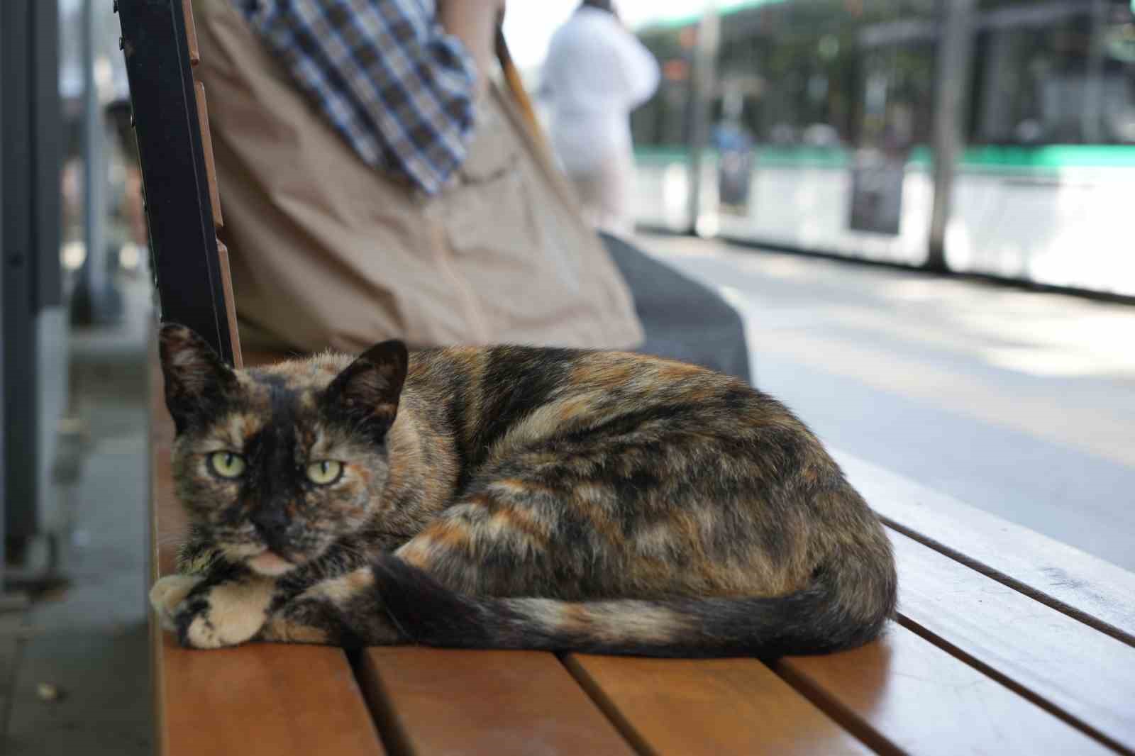 Tramvay durağını mesken tutan kedi, herkesin neşe kaynağı oldu