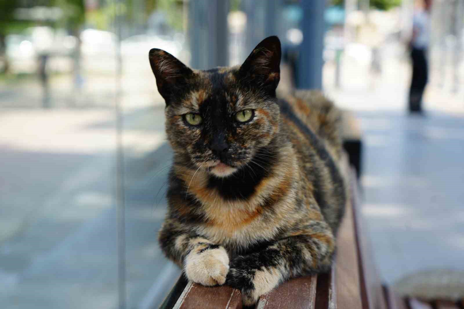 Tramvay durağını mesken tutan kedi, herkesin neşe kaynağı oldu