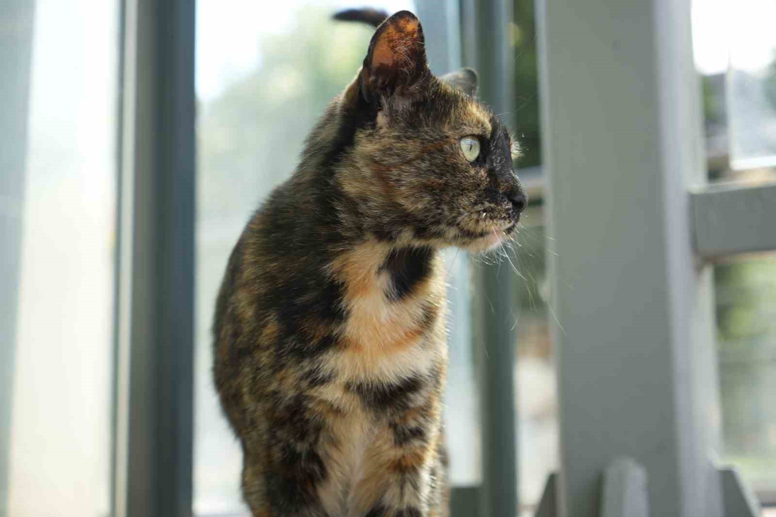 Tramvay durağını mesken tutan kedi, herkesin neşe kaynağı oldu