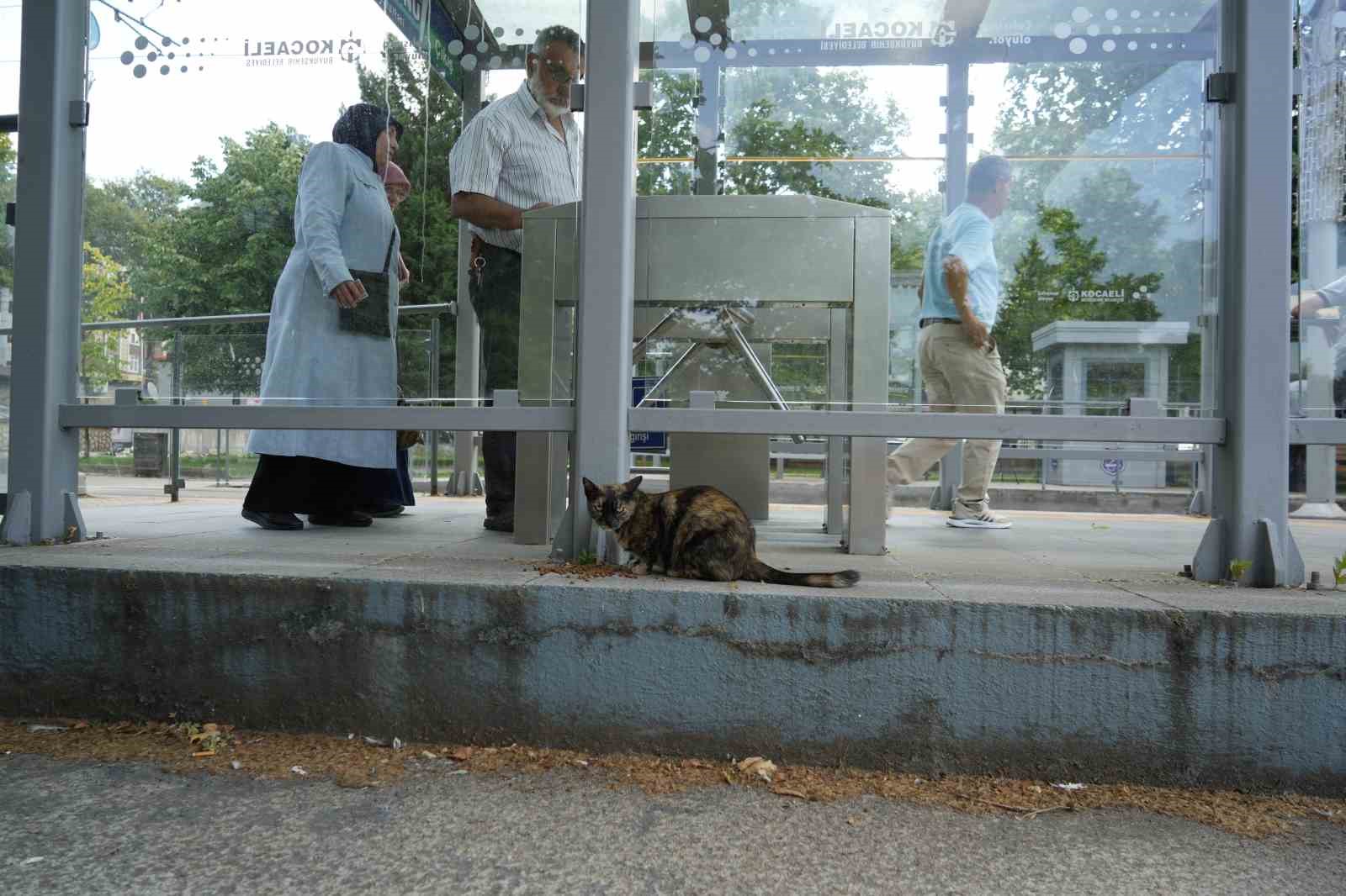 Tramvay durağını mesken tutan kedi, herkesin neşe kaynağı oldu