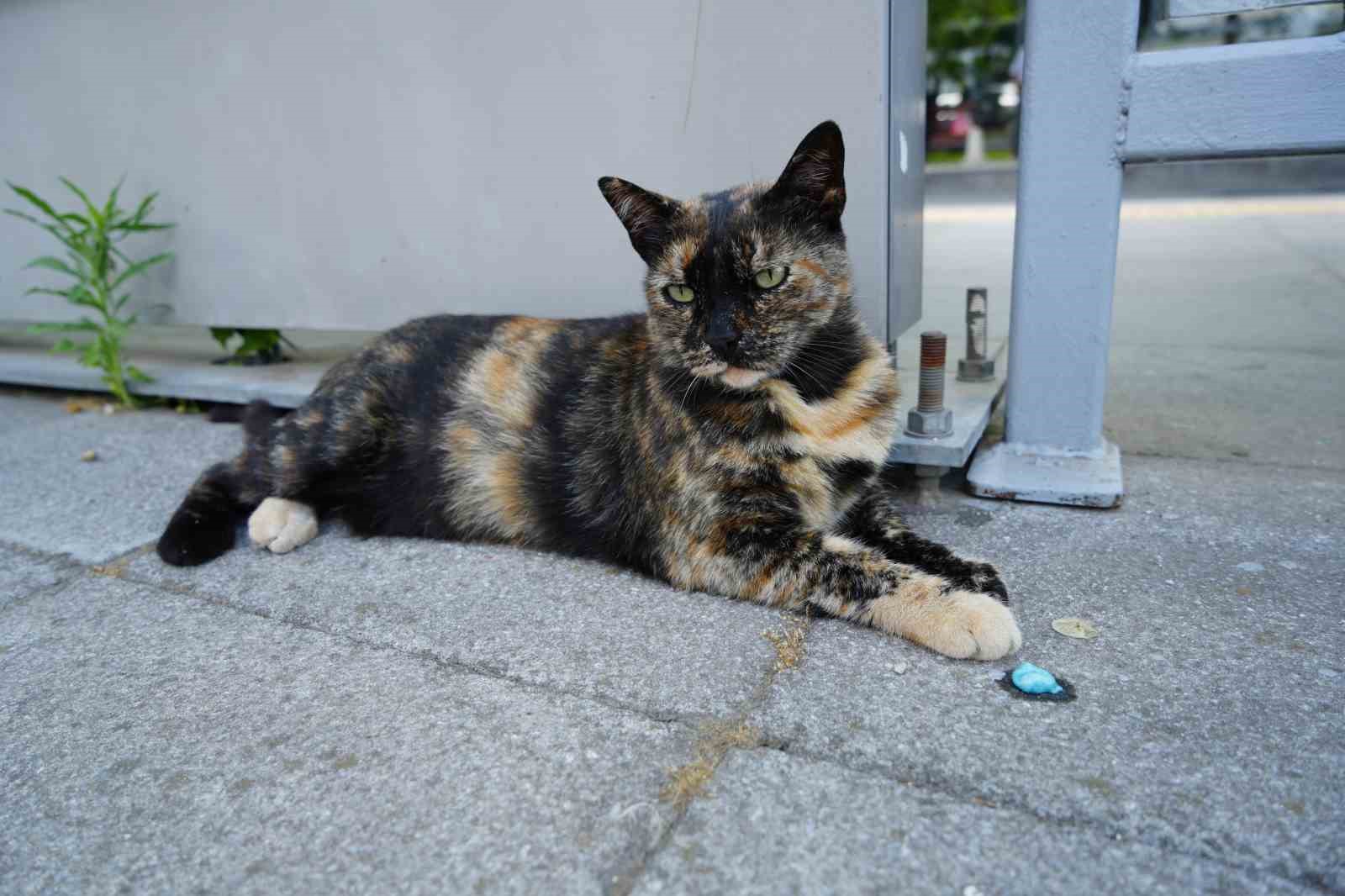 Tramvay durağını mesken tutan kedi, herkesin neşe kaynağı oldu