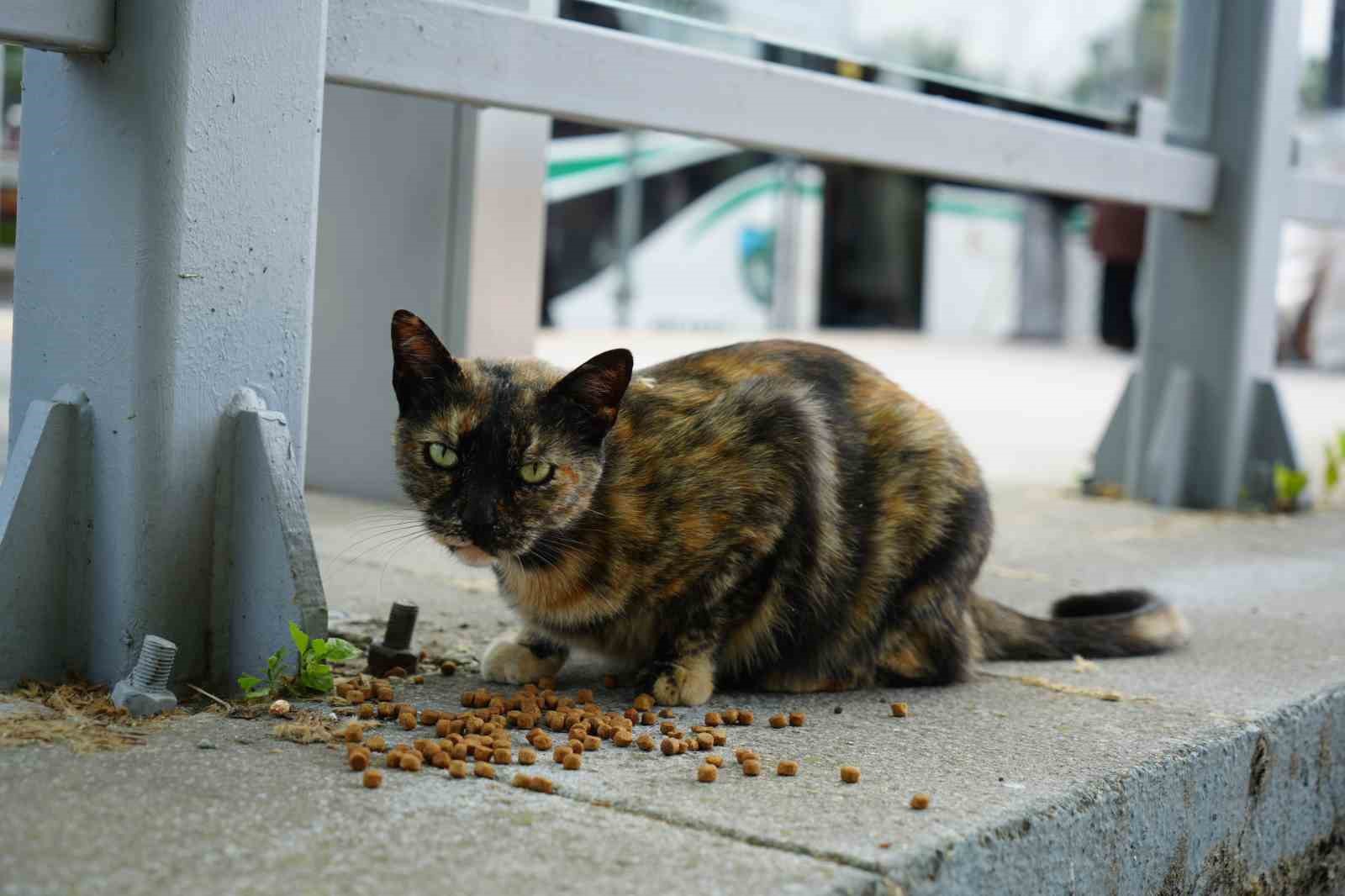 Tramvay durağını mesken tutan kedi, herkesin neşe kaynağı oldu