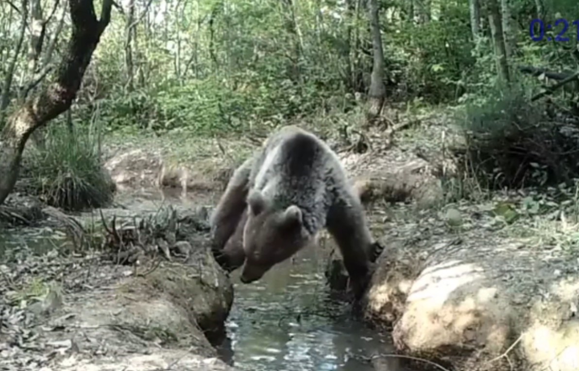 Vahşi yaşam fotokapana yansıdı