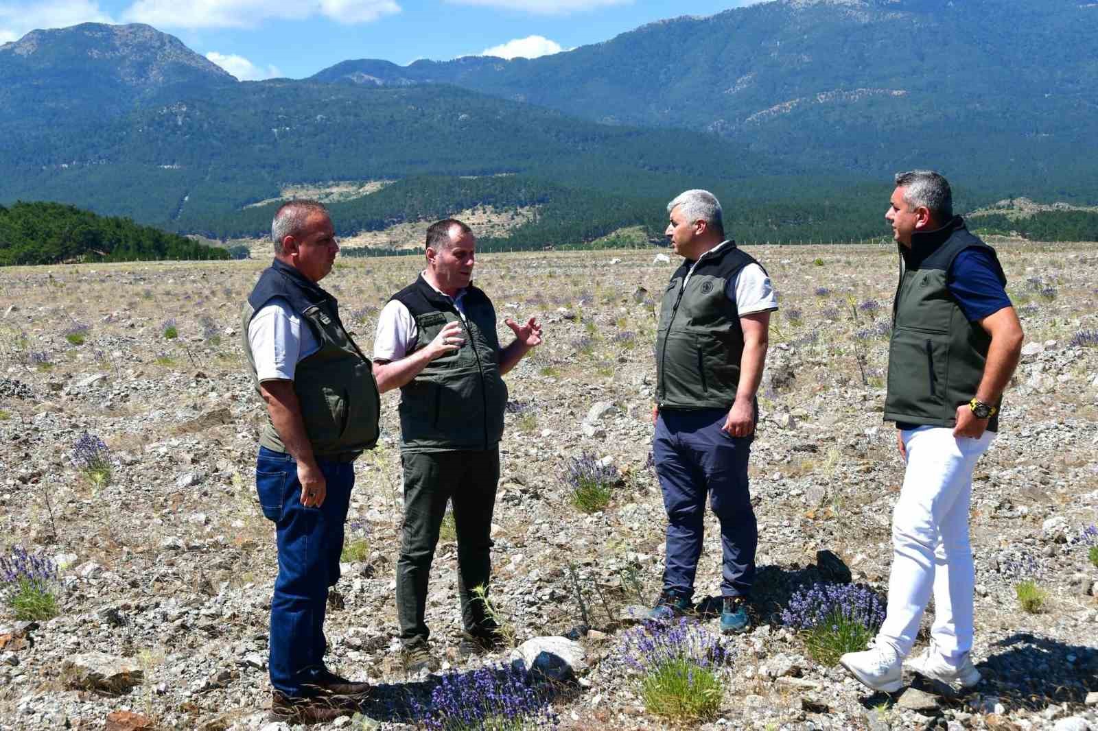 Edremit’te eski maden sahası lavanta kokulu bal ormanına dönüştü