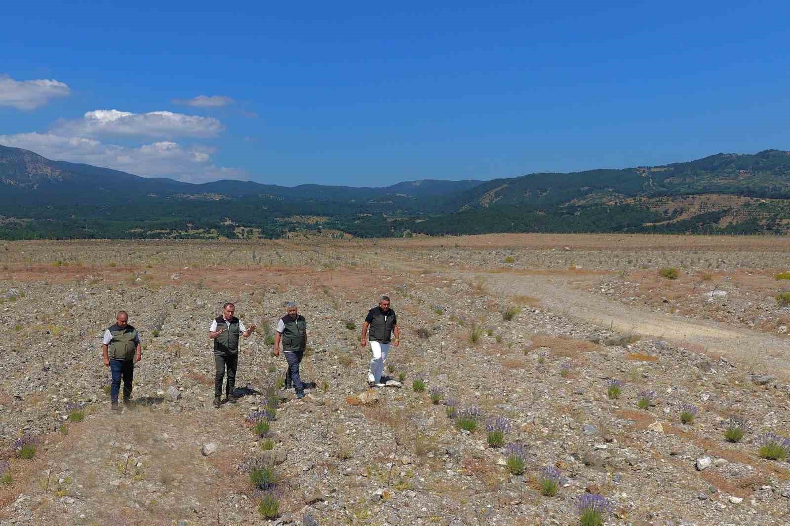 Edremit’te eski maden sahası lavanta kokulu bal ormanına dönüştü