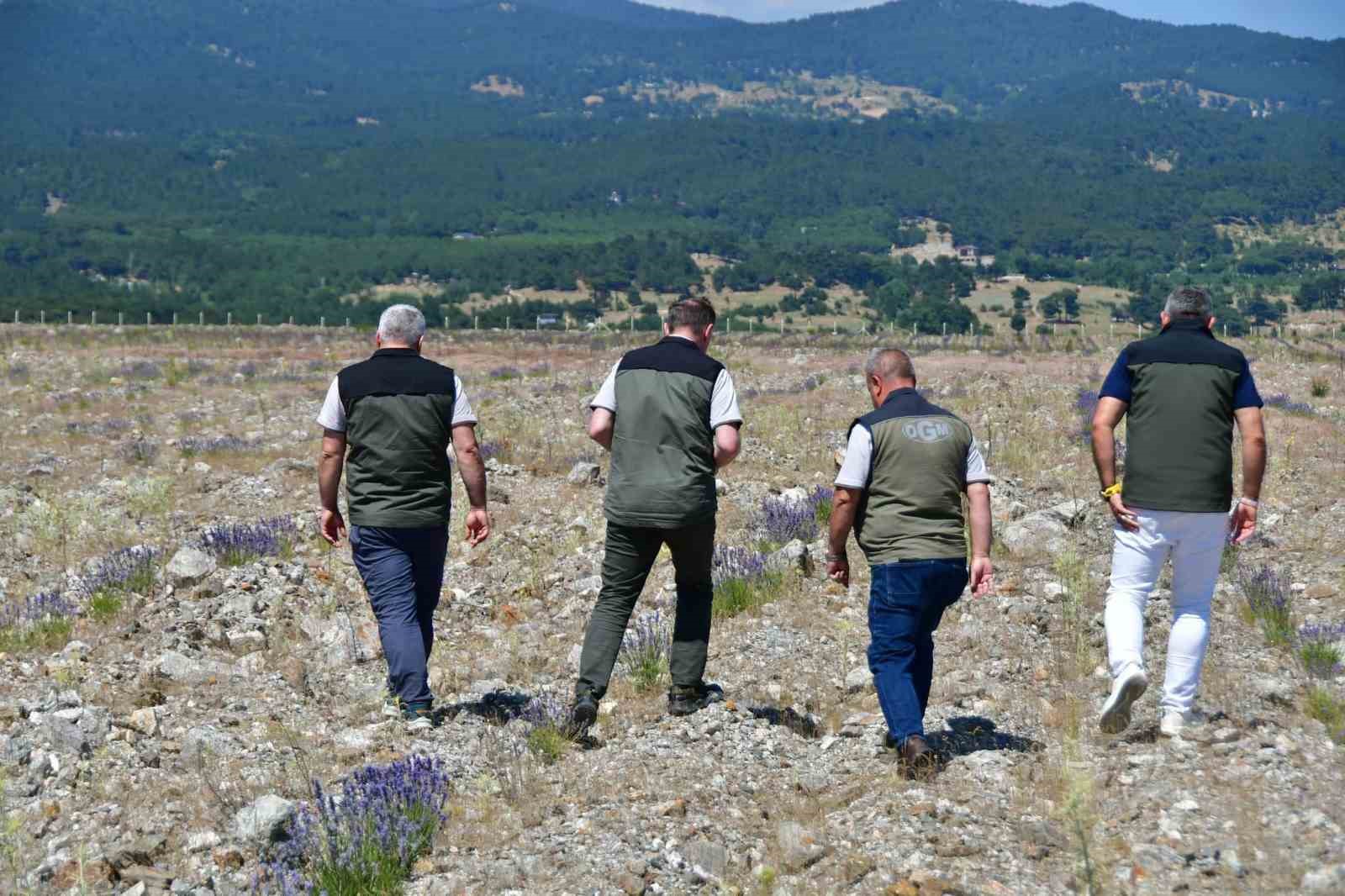Edremit’te eski maden sahası lavanta kokulu bal ormanına dönüştü