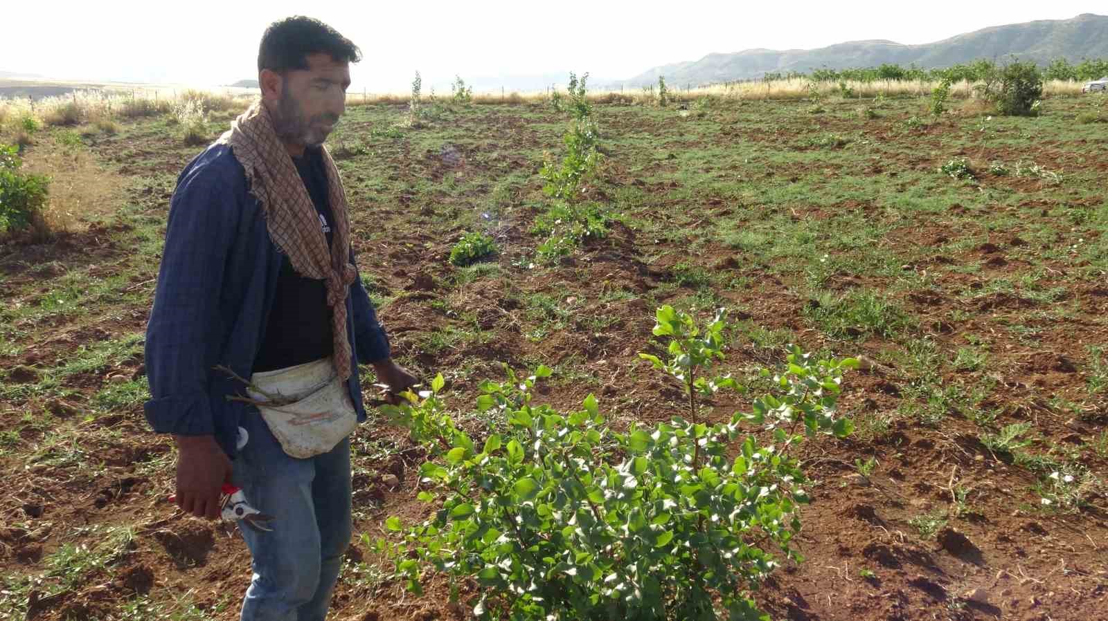Gercüş’te fıstık aşılama mesaisi başladı