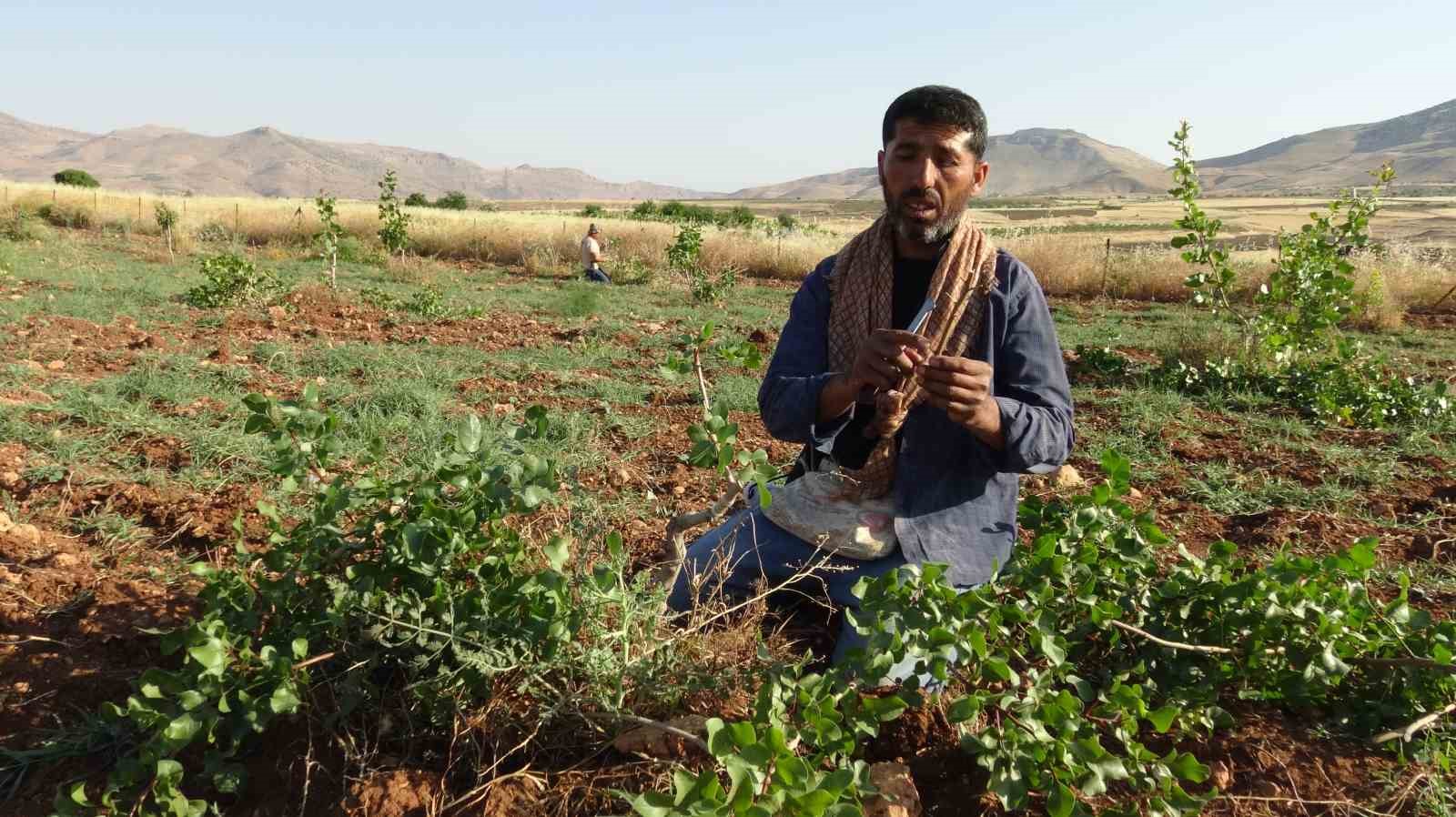 Gercüş’te fıstık aşılama mesaisi başladı