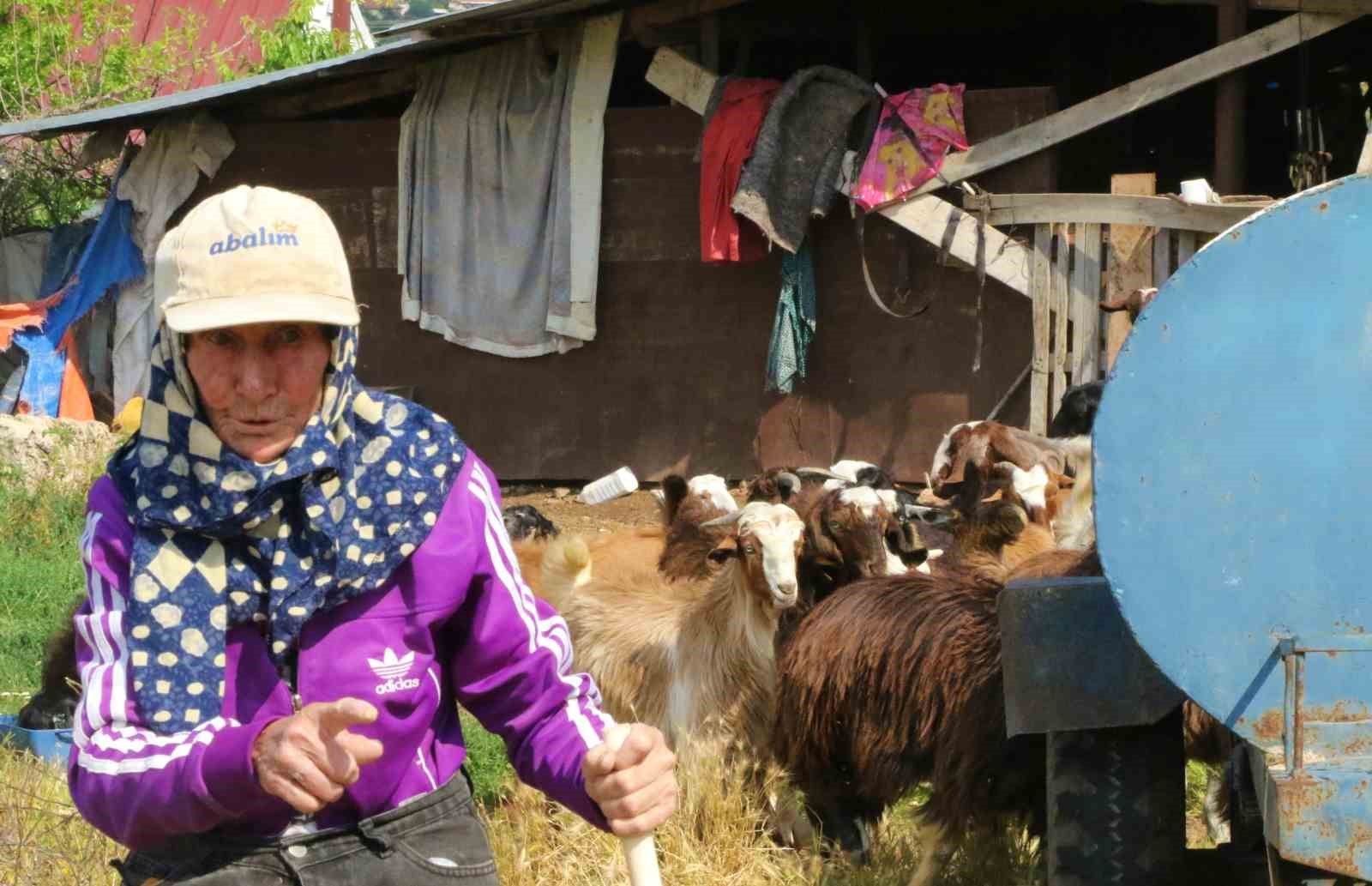 Antalya’nın süper çobanı Emine Nine: 94 yaşında, 90 yıldır keçileriyle dağlarda