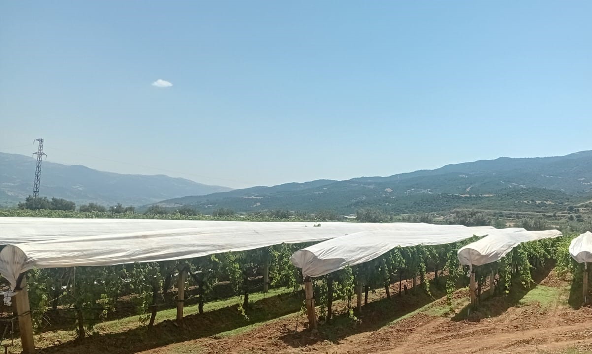 Sarıgöl Ovası beyaza bürünmeye başladı