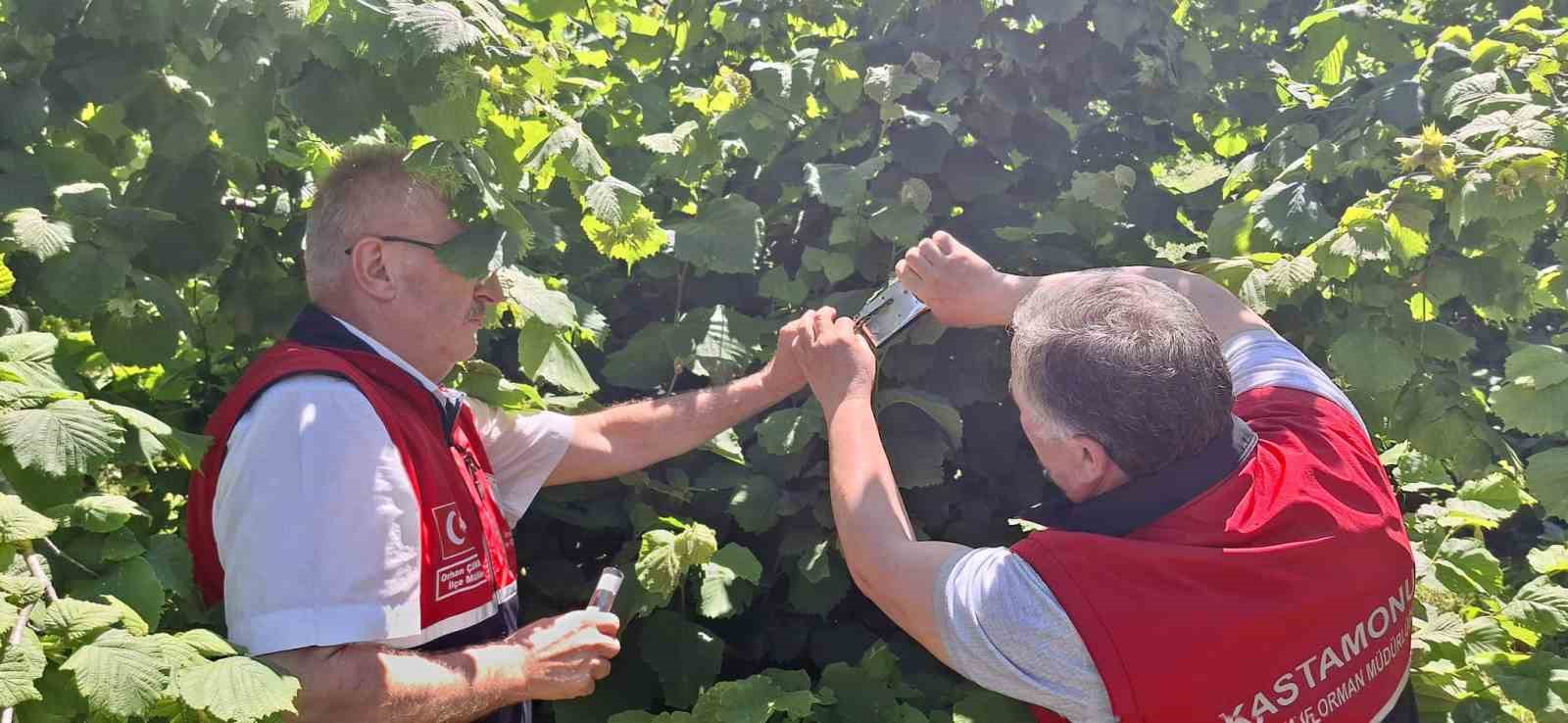 Kahverengi kokarcaya karşı samuray arısı doğaya salındı