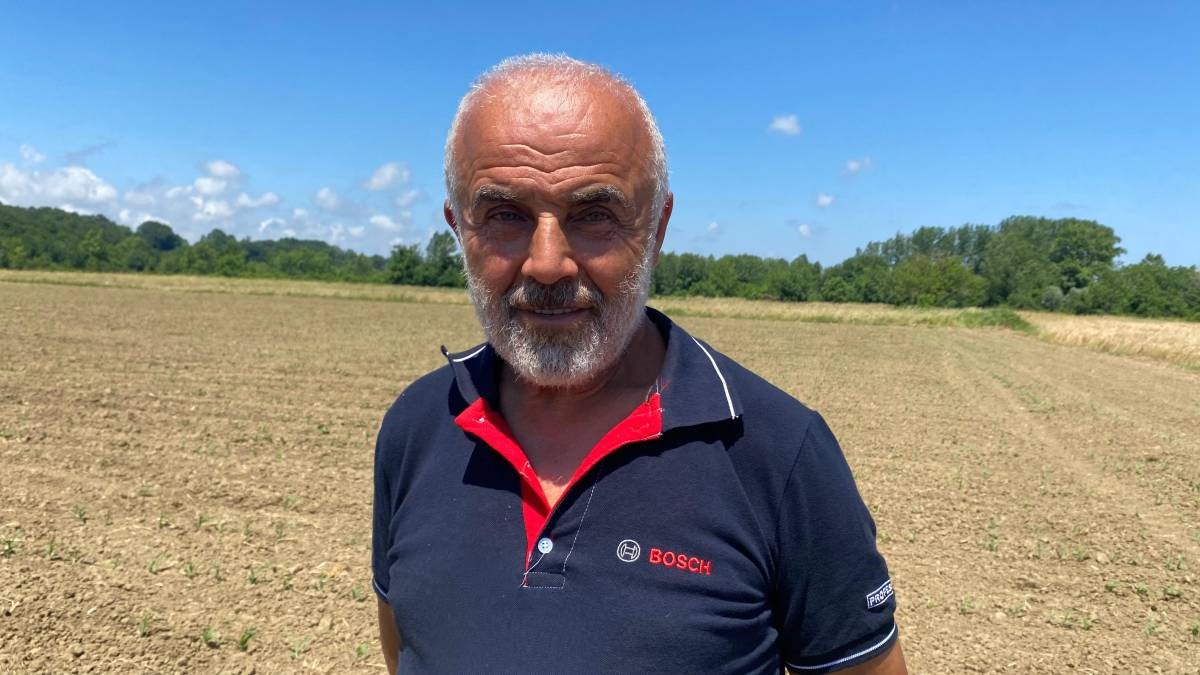 Sinop’ta mısır tarlalarında büyük zarar: "Domuzlar tohumları yedi"
