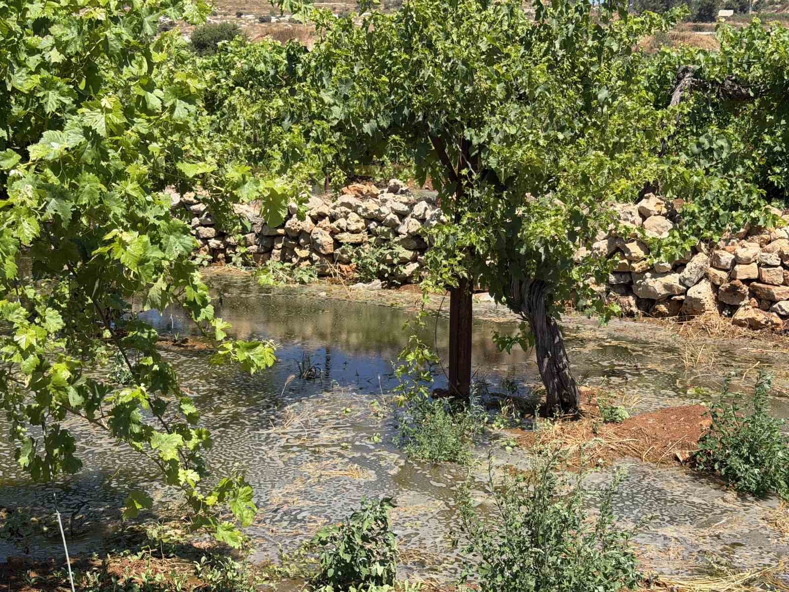 Batı Şeria’daki İsrailli yerleşimciler, Filistinlilerin tarım arazilerine kanalizasyon atığı bıraktı