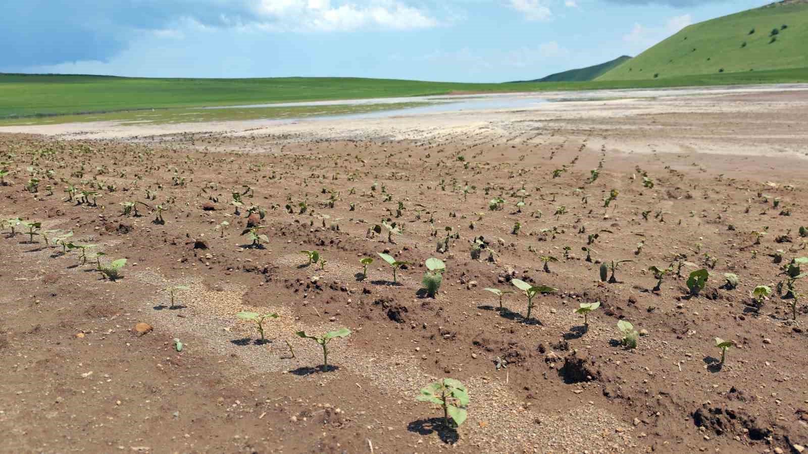 Ahlat’ta sel tarım arazilerine zarar verdi