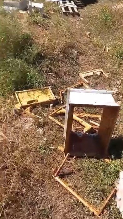Ayılar arı kovanlarını parçaladı, kontrole giden üretici neye uğradığını şaşırdı