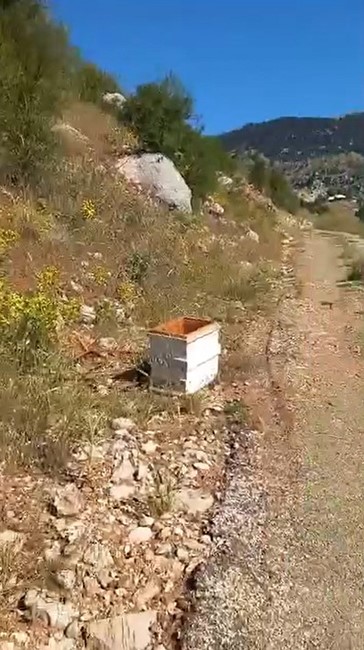 Ayılar arı kovanlarını parçaladı, kontrole giden üretici neye uğradığını şaşırdı