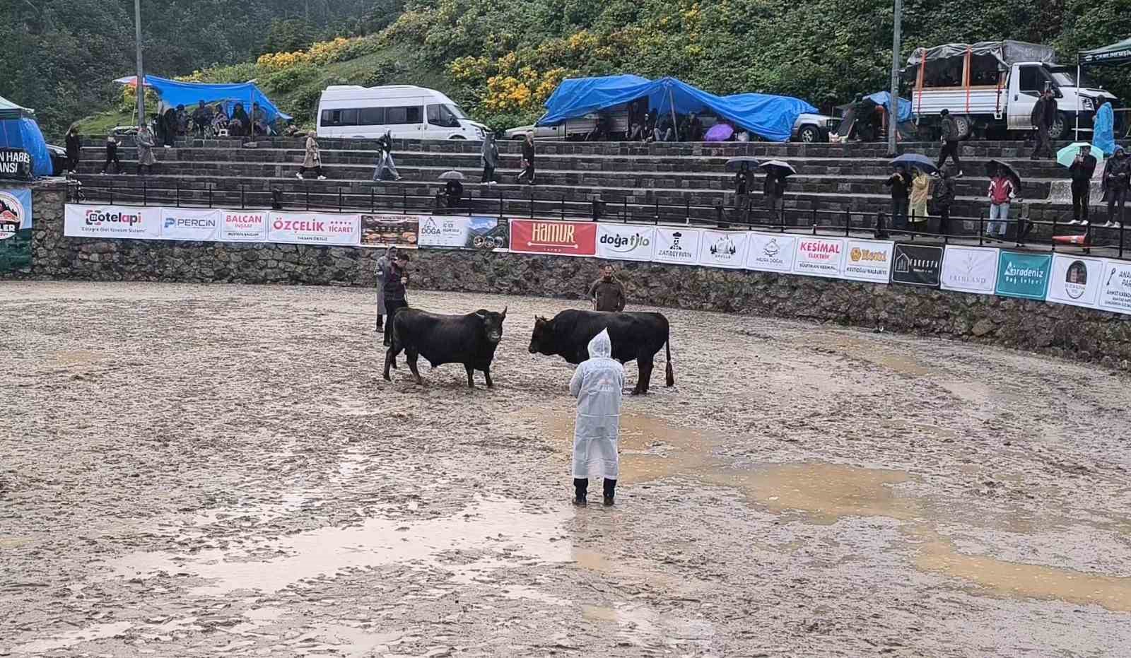 Ayder’de boğa güreşleri sağanak yağışa rağmen heyecanlı başladı