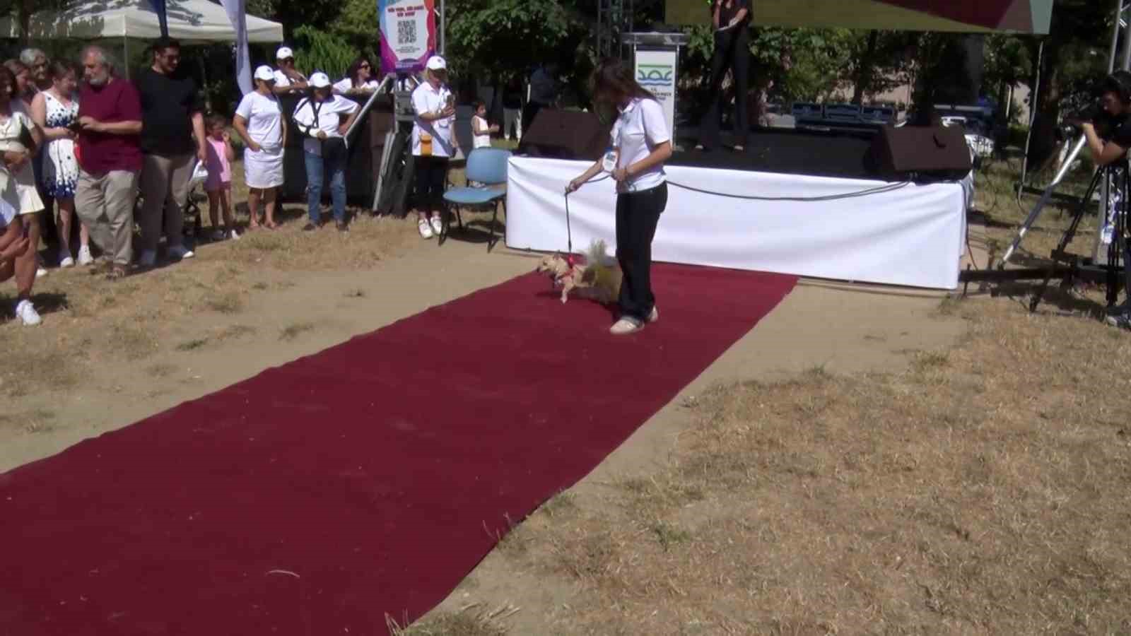 Büyükçekmece’de can dostları sahiplendirme festivali