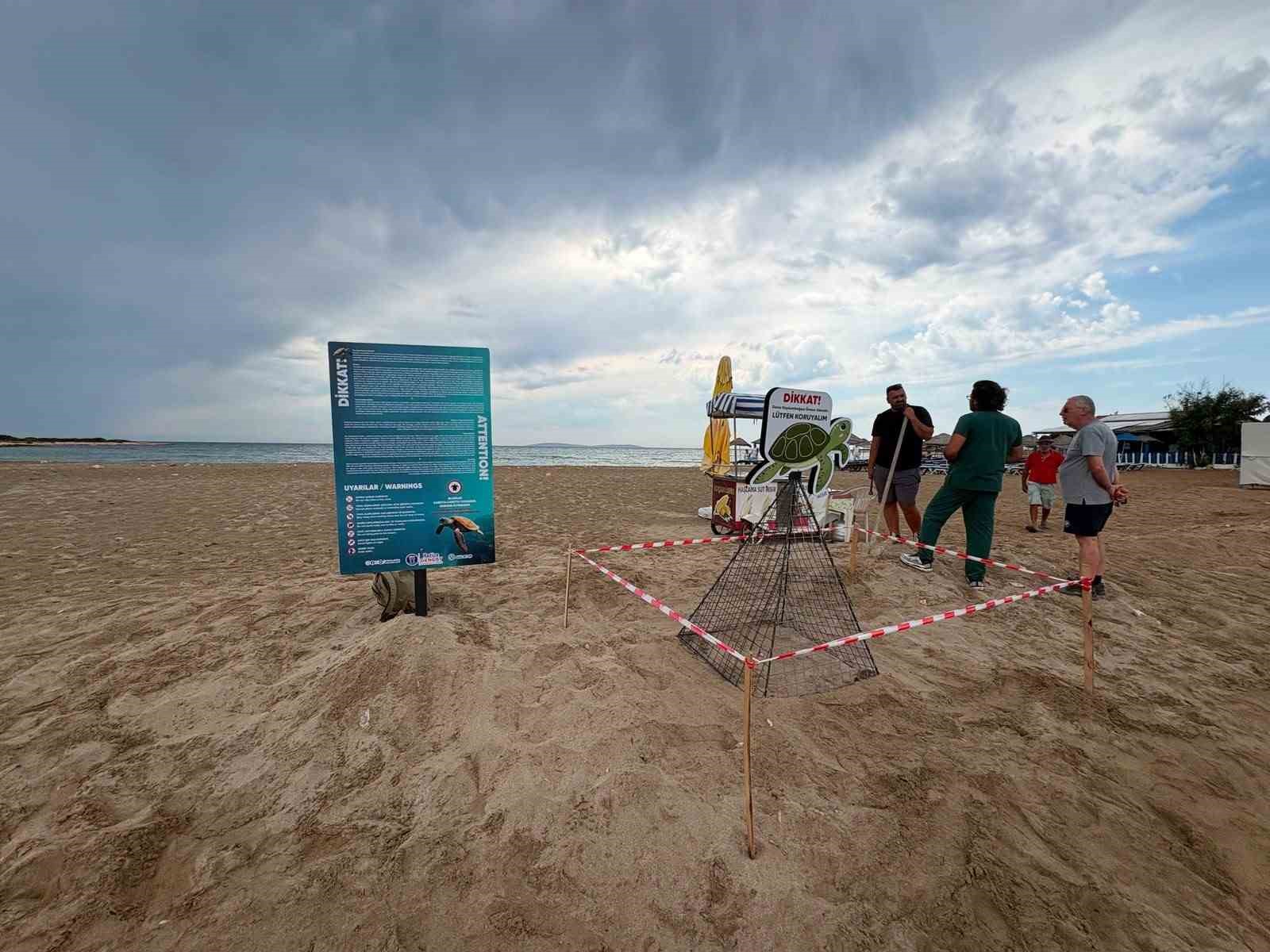 Didim Belediyesi ekiplerinin zamanında müdahalesi caretta carettayı kurtardı