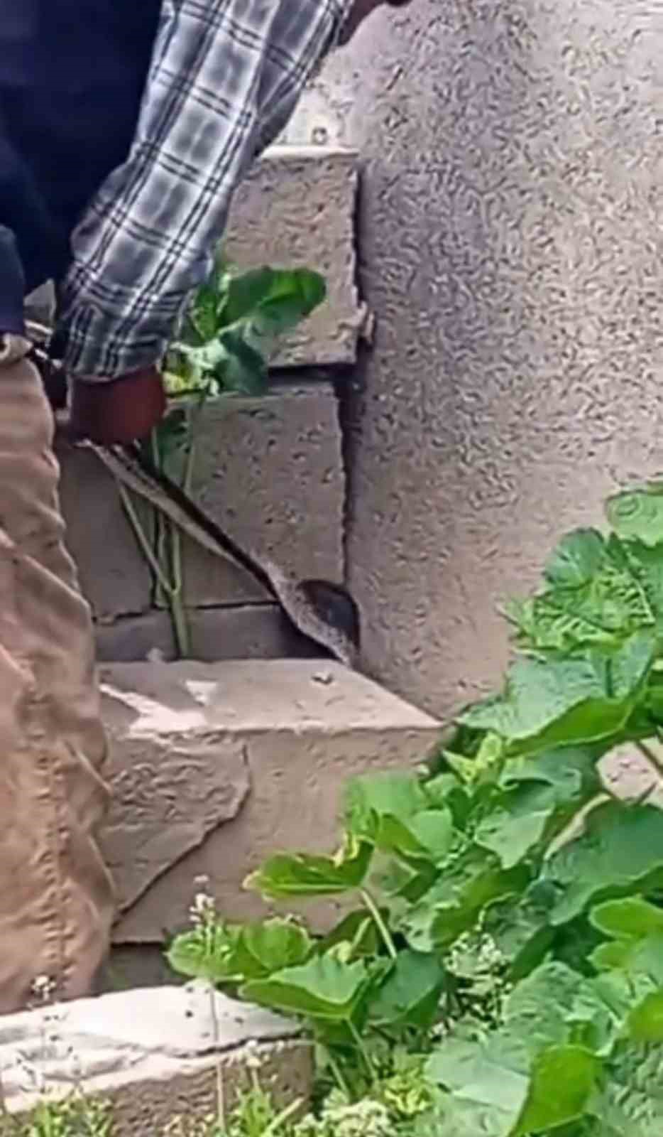 Iğdır’da eve girmeye çalışan yılanı çıplak elle yakaladı