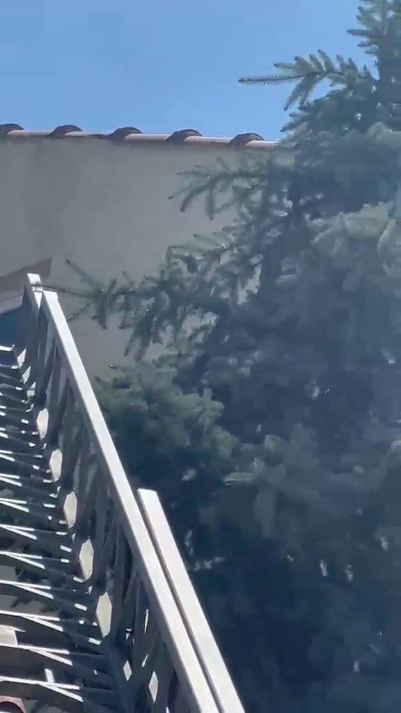 Kütahya’da ağaca takılan serçe itfaiye ekiplerince kurtarıldı