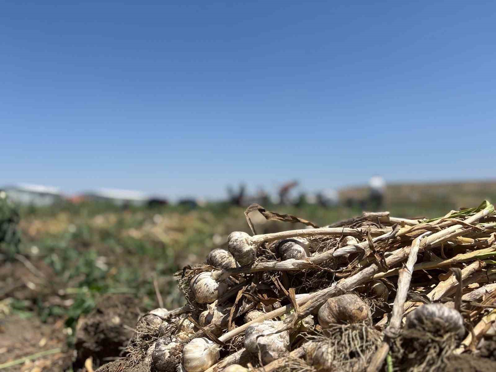 Başkentte alternatif tarımın yeni ürünü: İlk kez yetiştirilen sarımsakta 350 tonluk rekolte