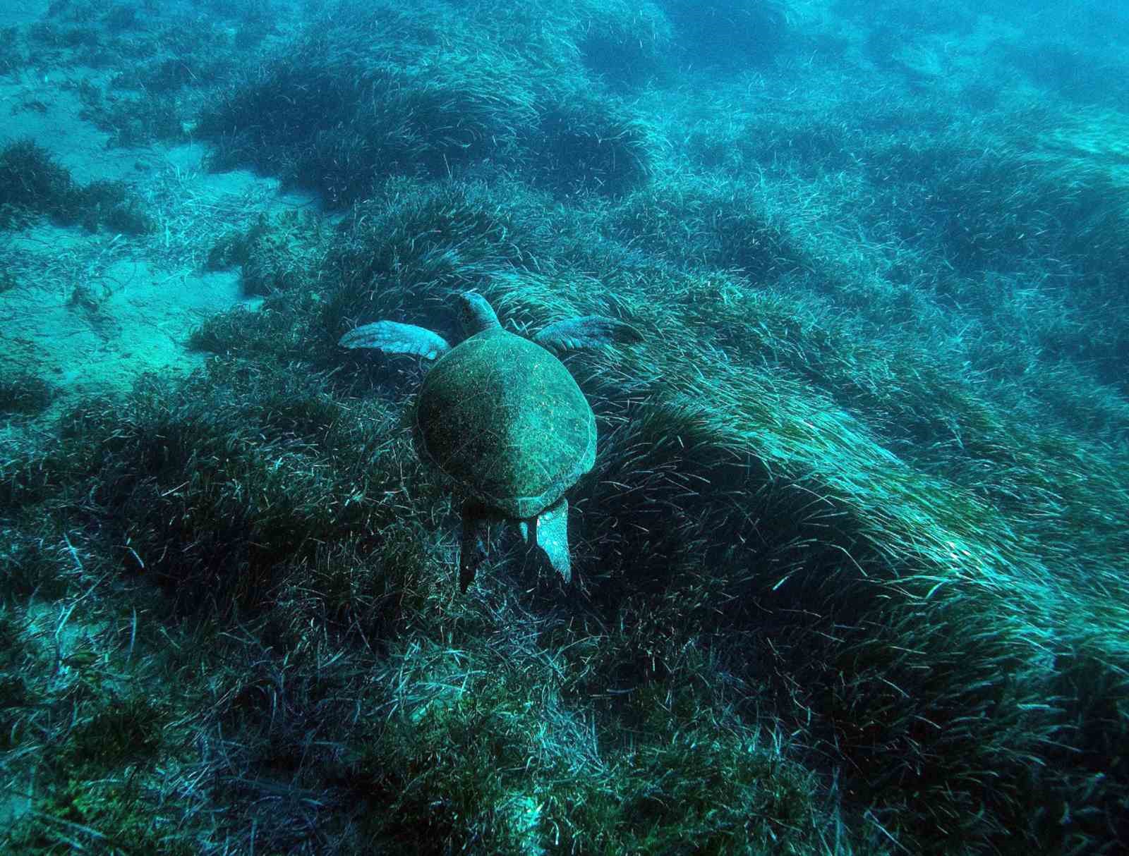 Bodrum’un su altı ekosistemini haritalama çalışmaları sürüyor