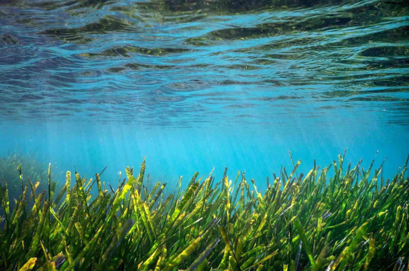 Bodrum’un su altı ekosistemini haritalama çalışmaları sürüyor