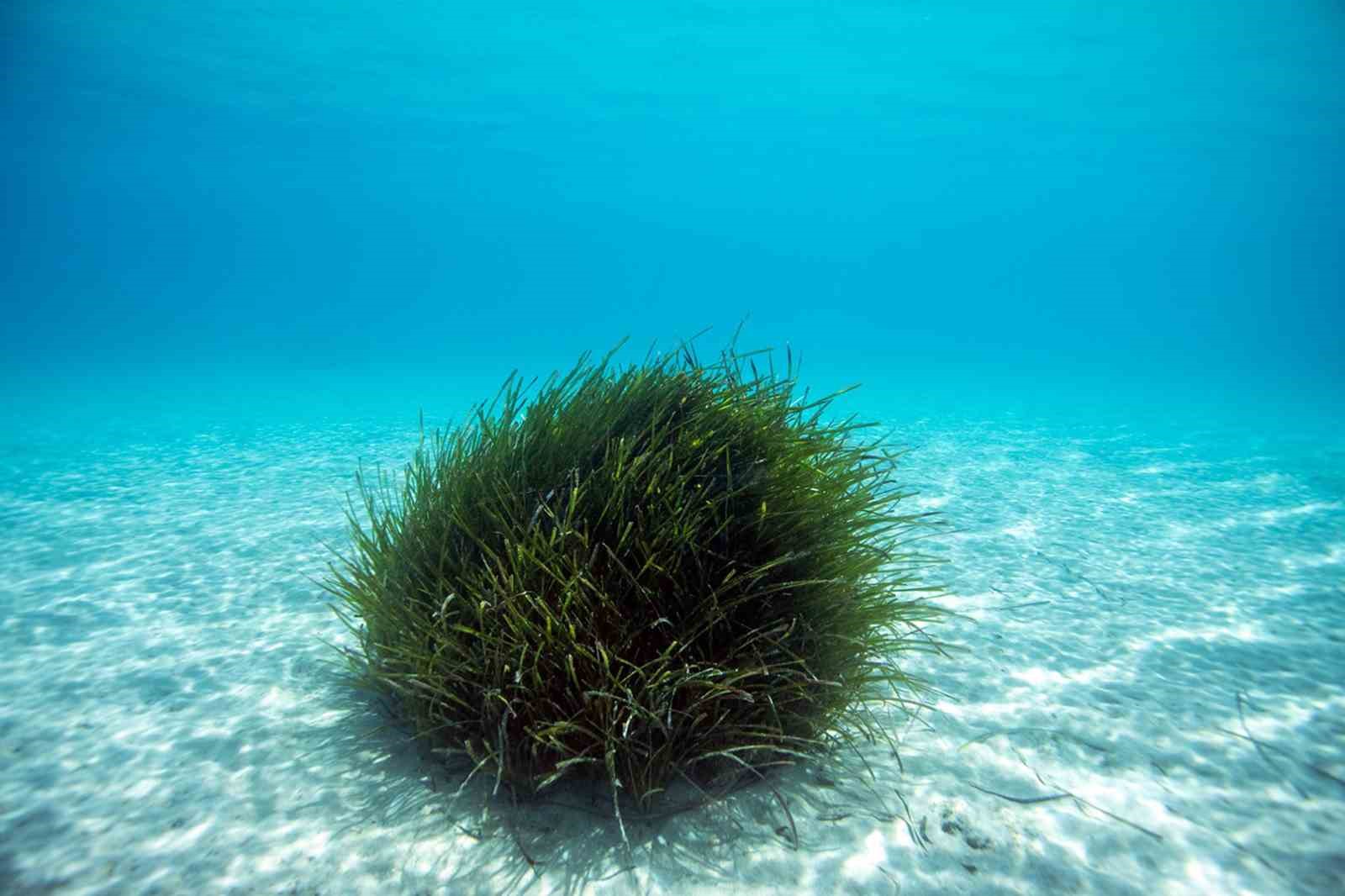 Bodrum’un su altı ekosistemini haritalama çalışmaları sürüyor