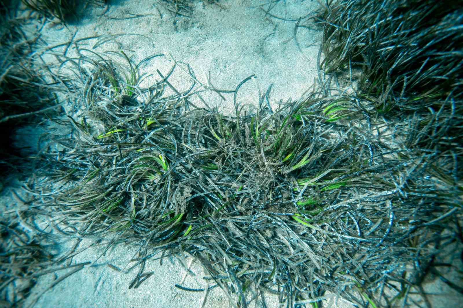 Bodrum’un su altı ekosistemini haritalama çalışmaları sürüyor