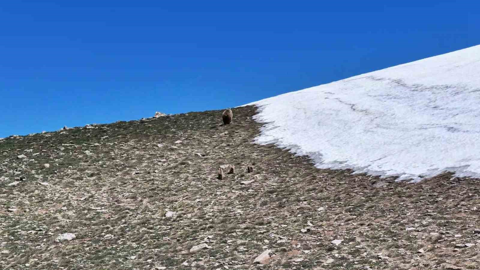 Kösedağ zirvesinde nefes kesen görüntü: Anne ayı ve 3 yavrusu dronla görüntülendi