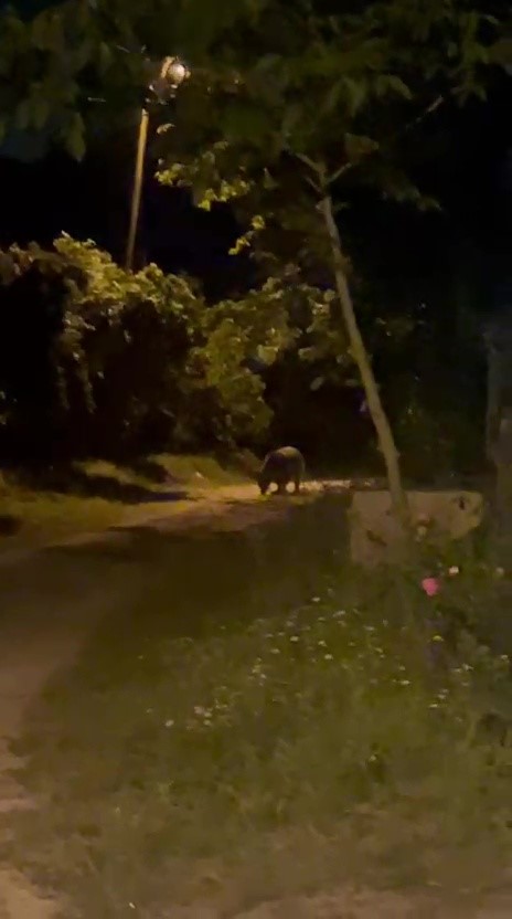 Köye inen ayı köylülere heyecan ve korku yaşattı