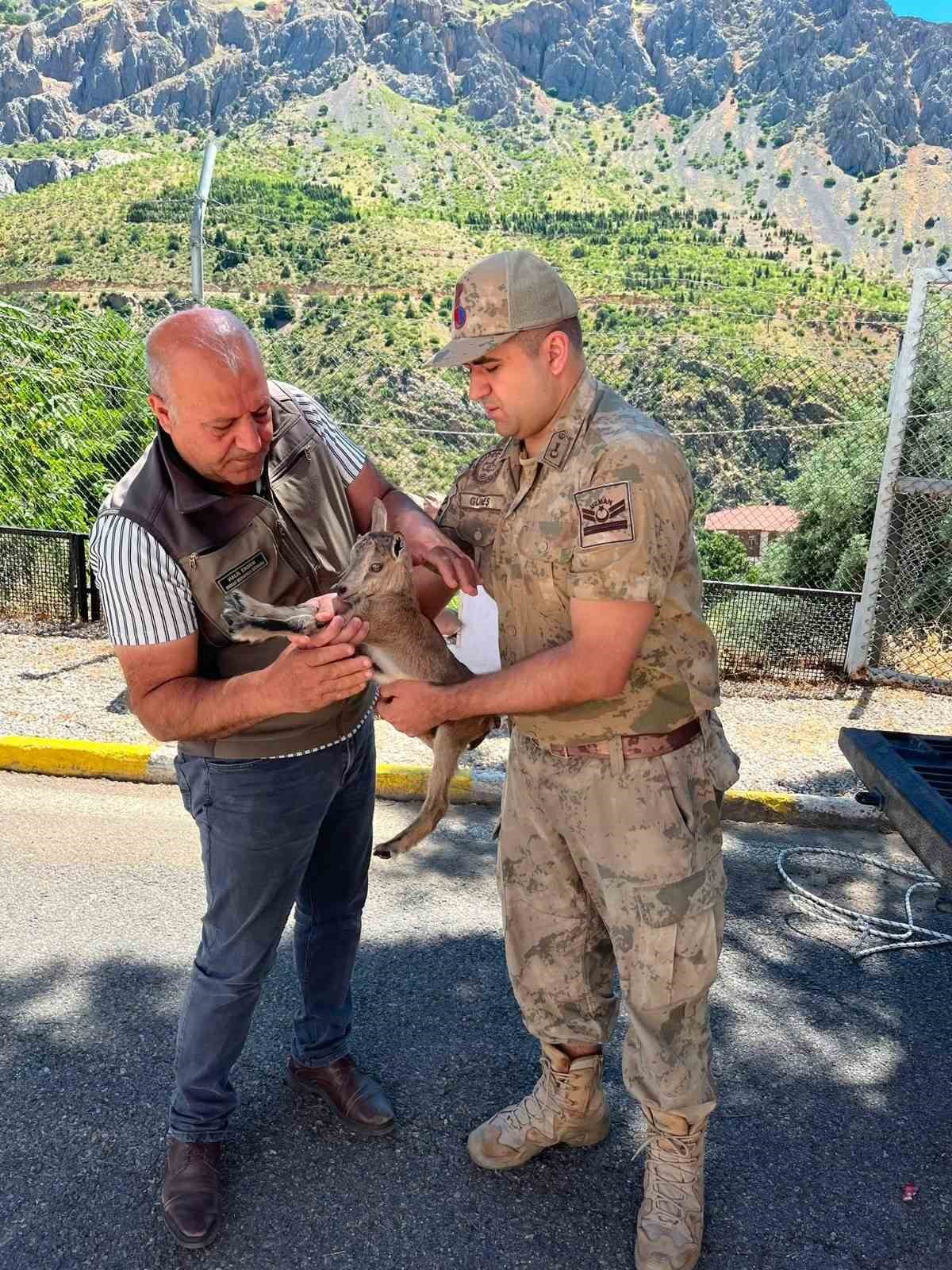 Kemaliye’de bitkin halde bulunan yavru dağ keçisi koruma altına alındı