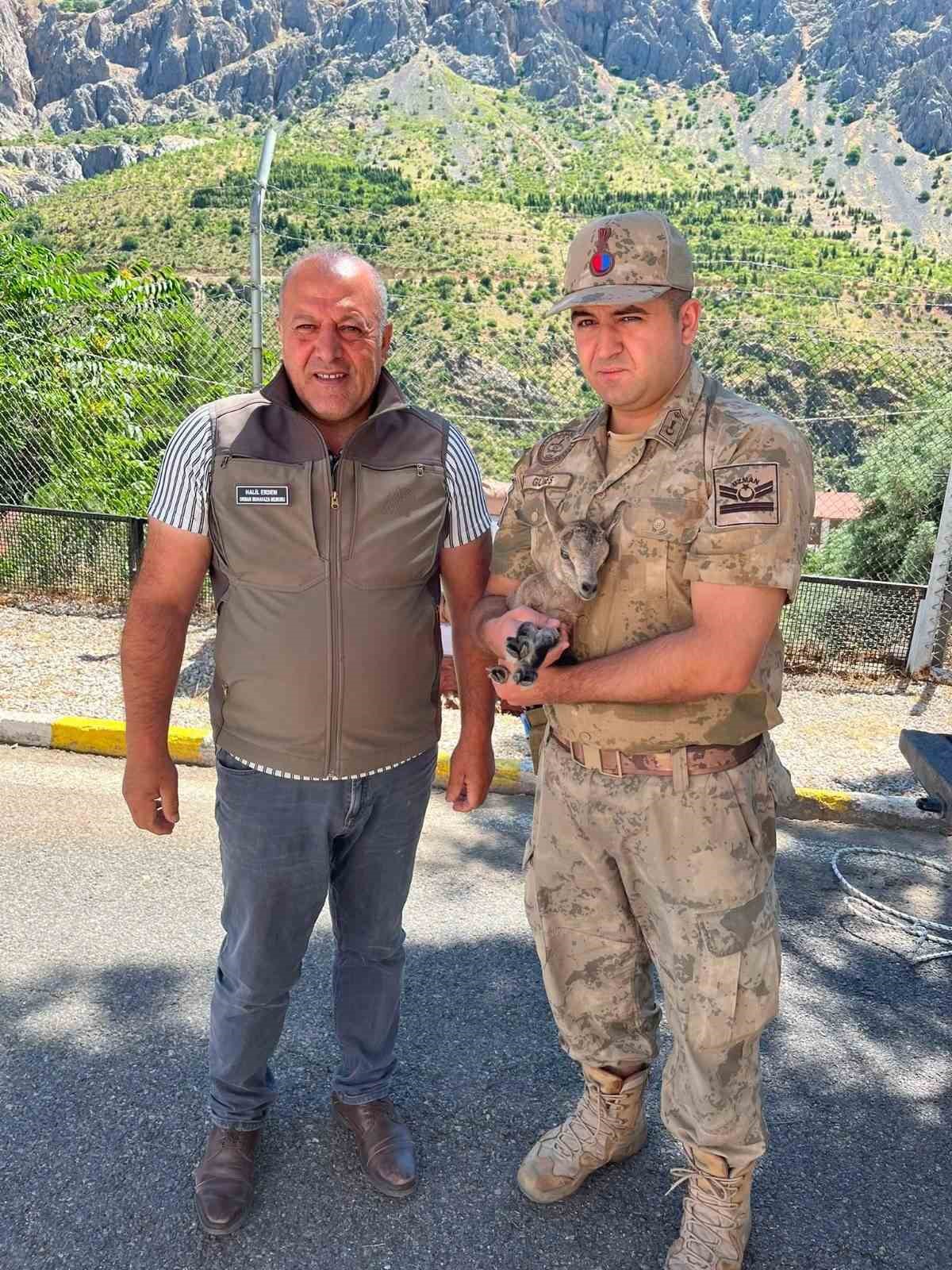 Kemaliye’de bitkin halde bulunan yavru dağ keçisi koruma altına alındı